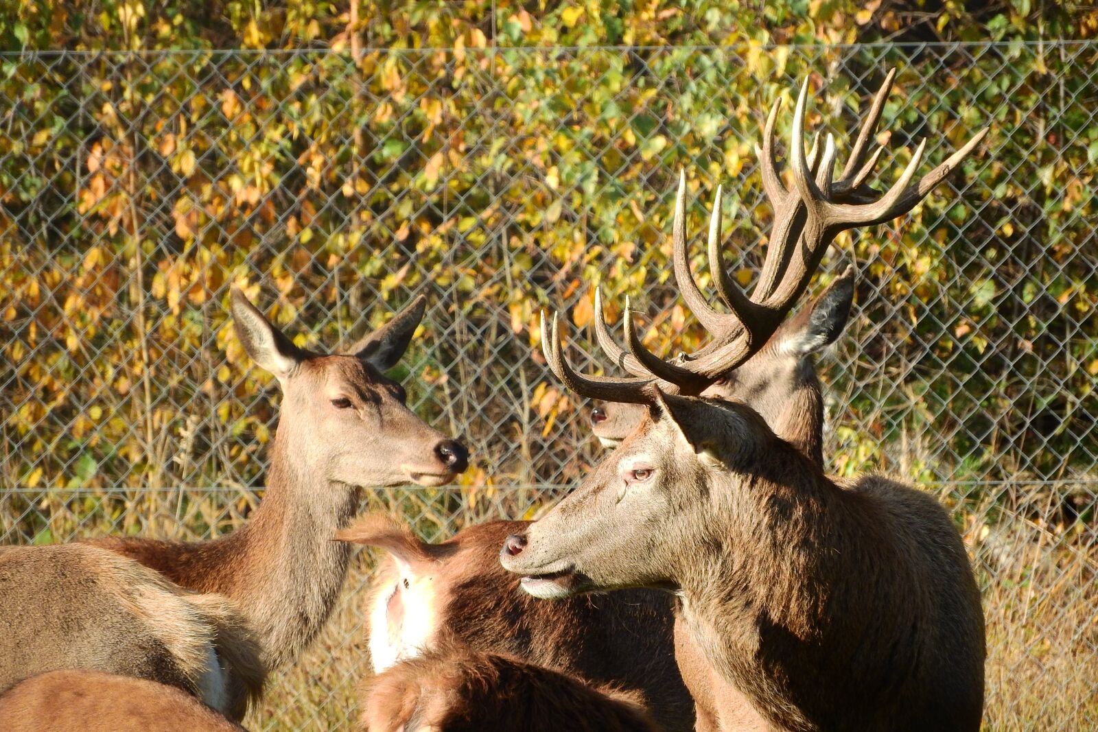 Nikon Coolpix P610 sample photo. Hart, doe, antlers photography