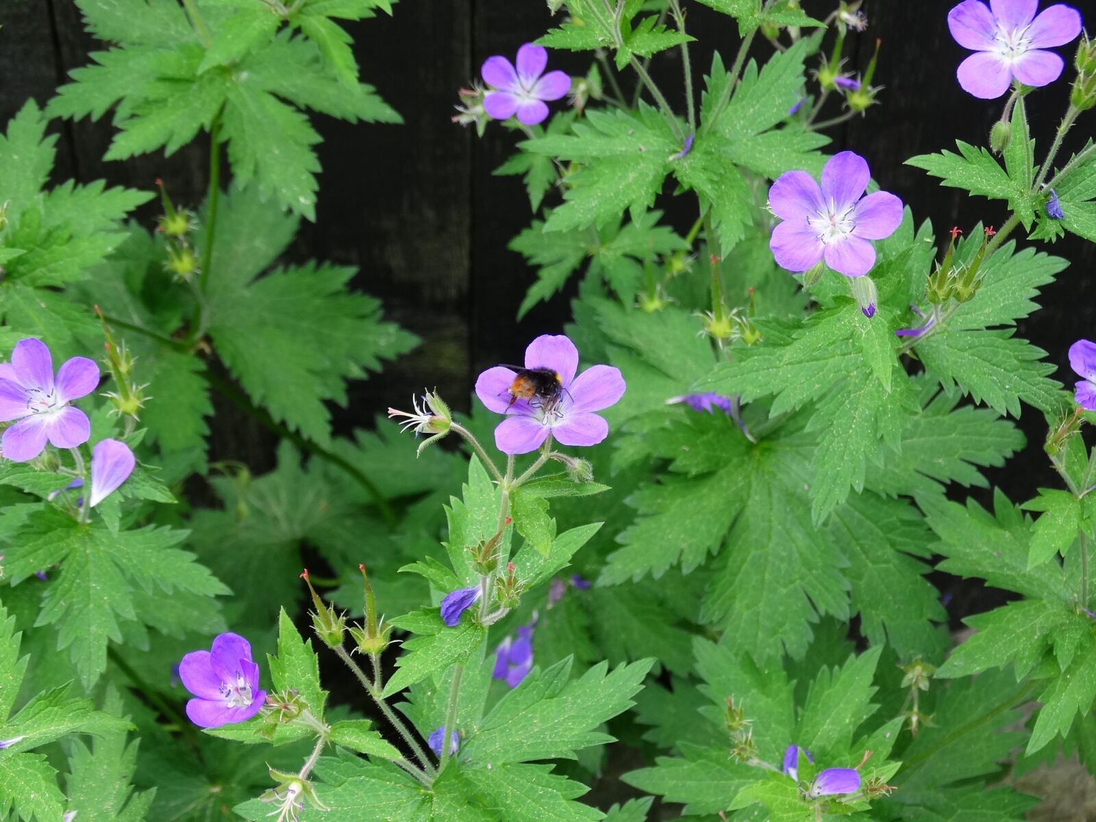 Sony Cyber-shot DSC-HX300 sample photo. Bumblebee, flowers, flower photography