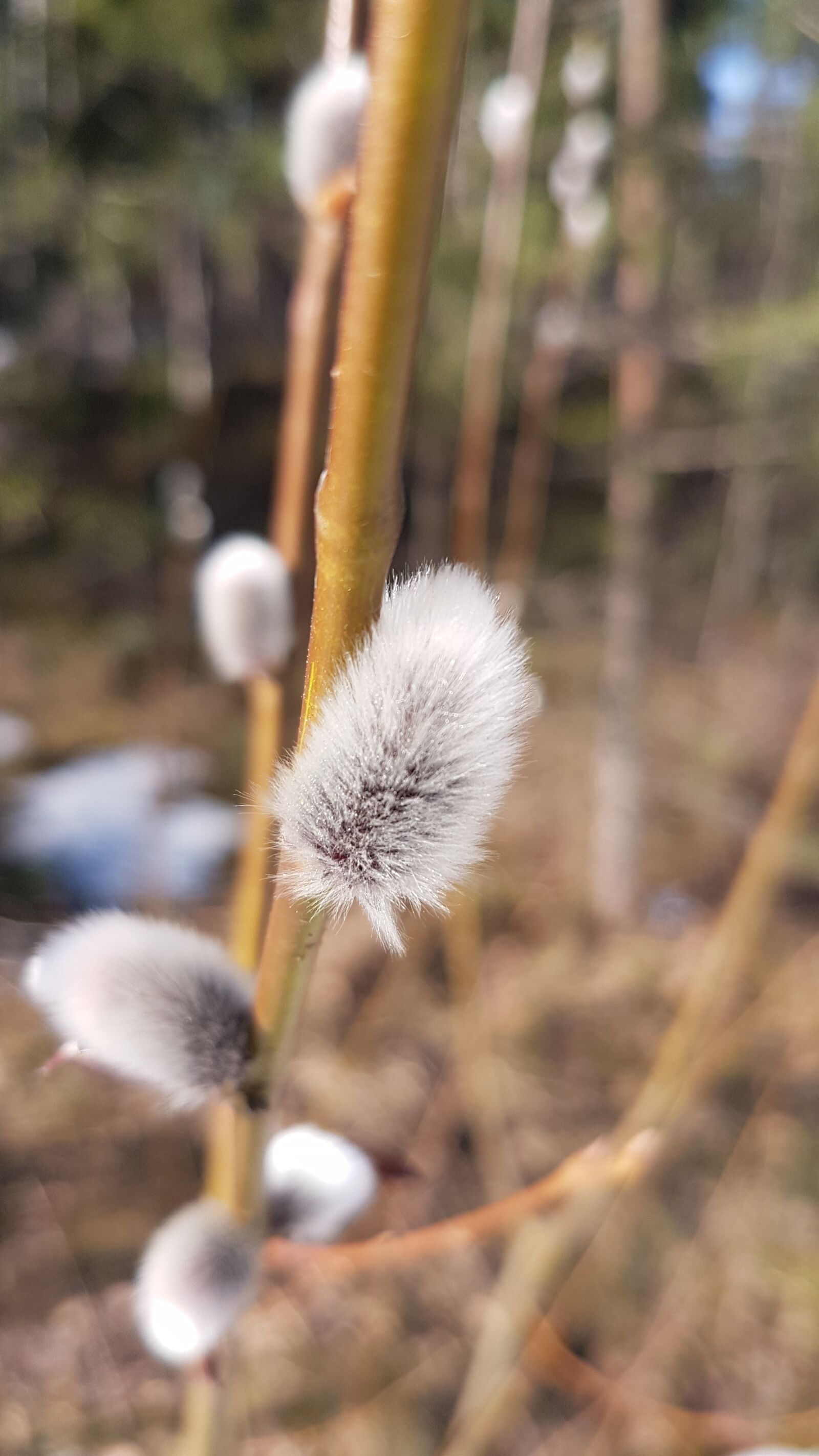 Samsung Galaxy S7 sample photo. Pajunk, easter, spring photography