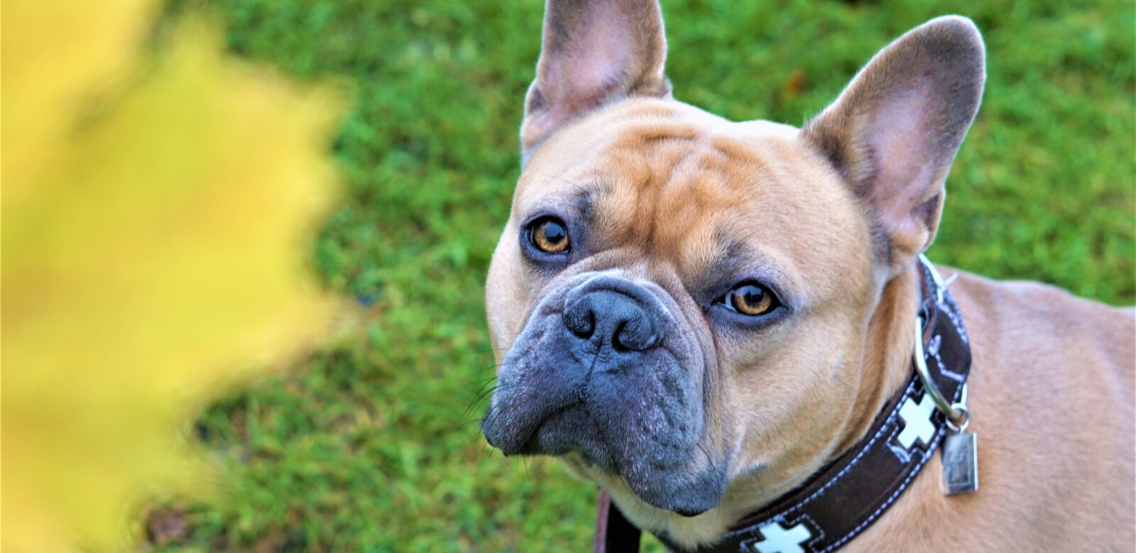 Sony FE 50mm F1.8 sample photo. French bulldog, autumn, bokeh photography