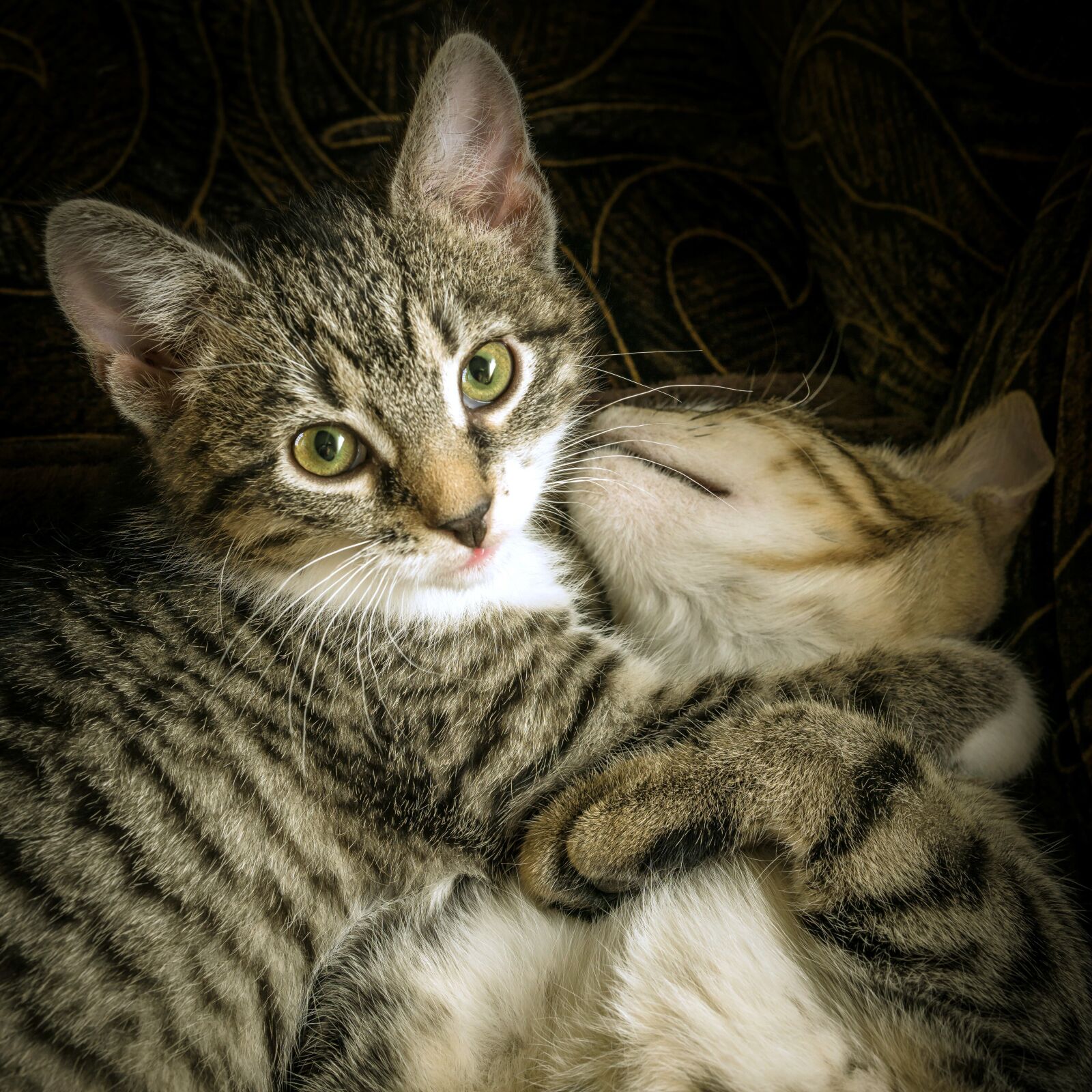30mm F1.4 DC DN | Contemporary 016 sample photo. Cat, two, friendship photography