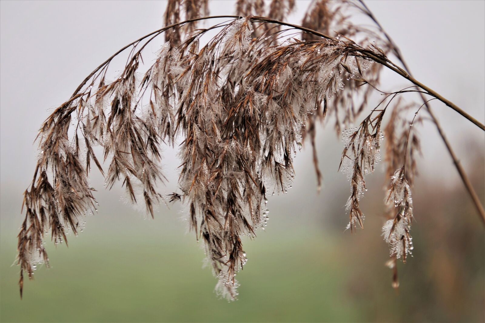 Canon EOS 80D sample photo. Water drops, wet, grass photography