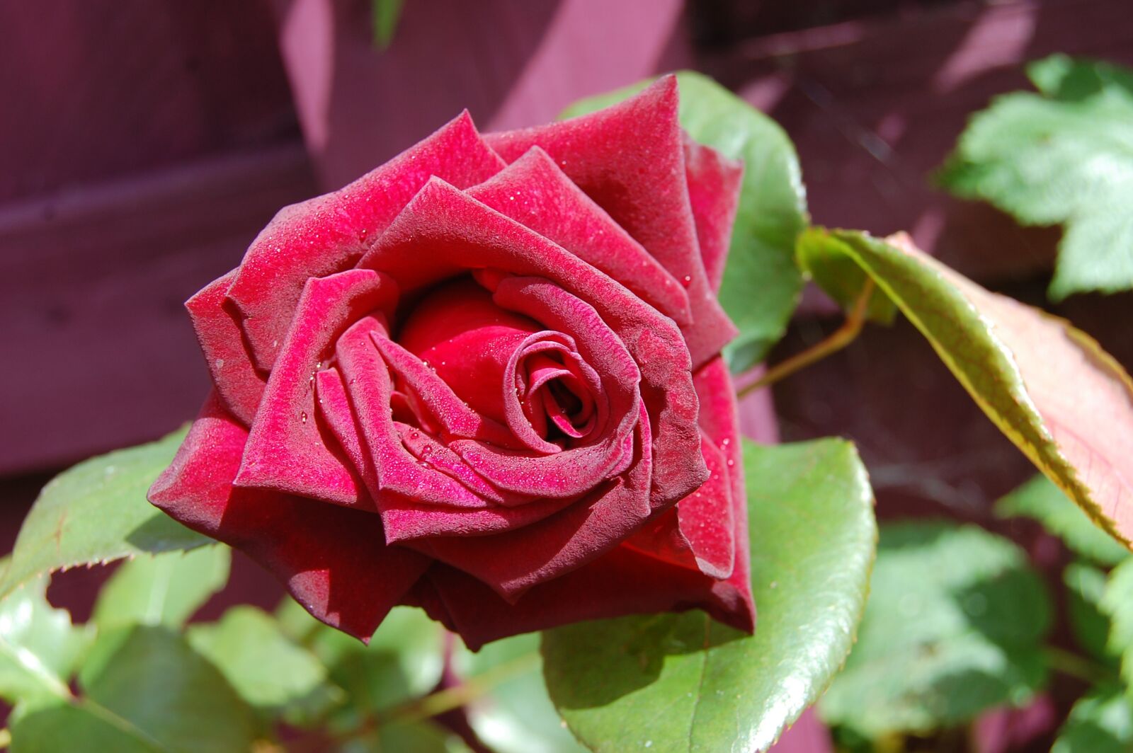 Nikon D40 sample photo. Rose, red, flower photography