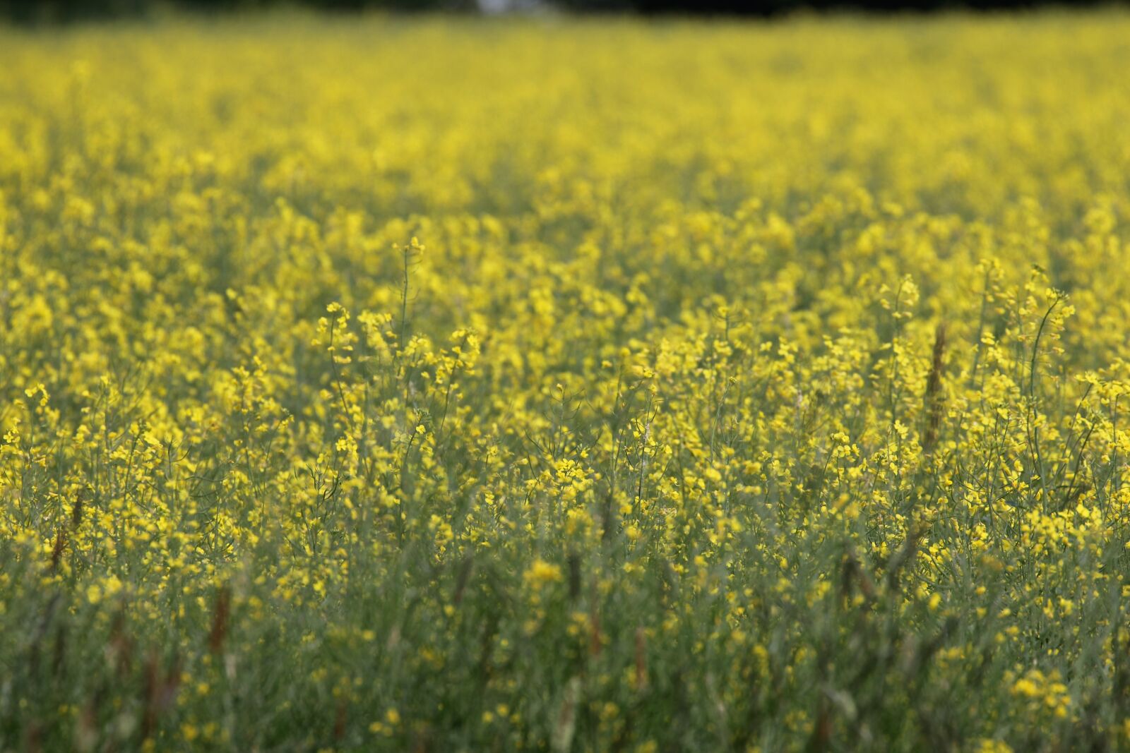 Canon EOS 60D + Canon EF 70-300mm F4-5.6L IS USM sample photo. Oilseed rape, field of photography