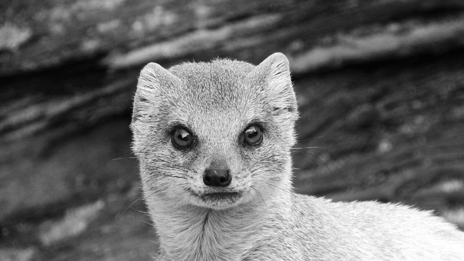Nikon Coolpix P610 sample photo. Mongoose fox, african beast photography