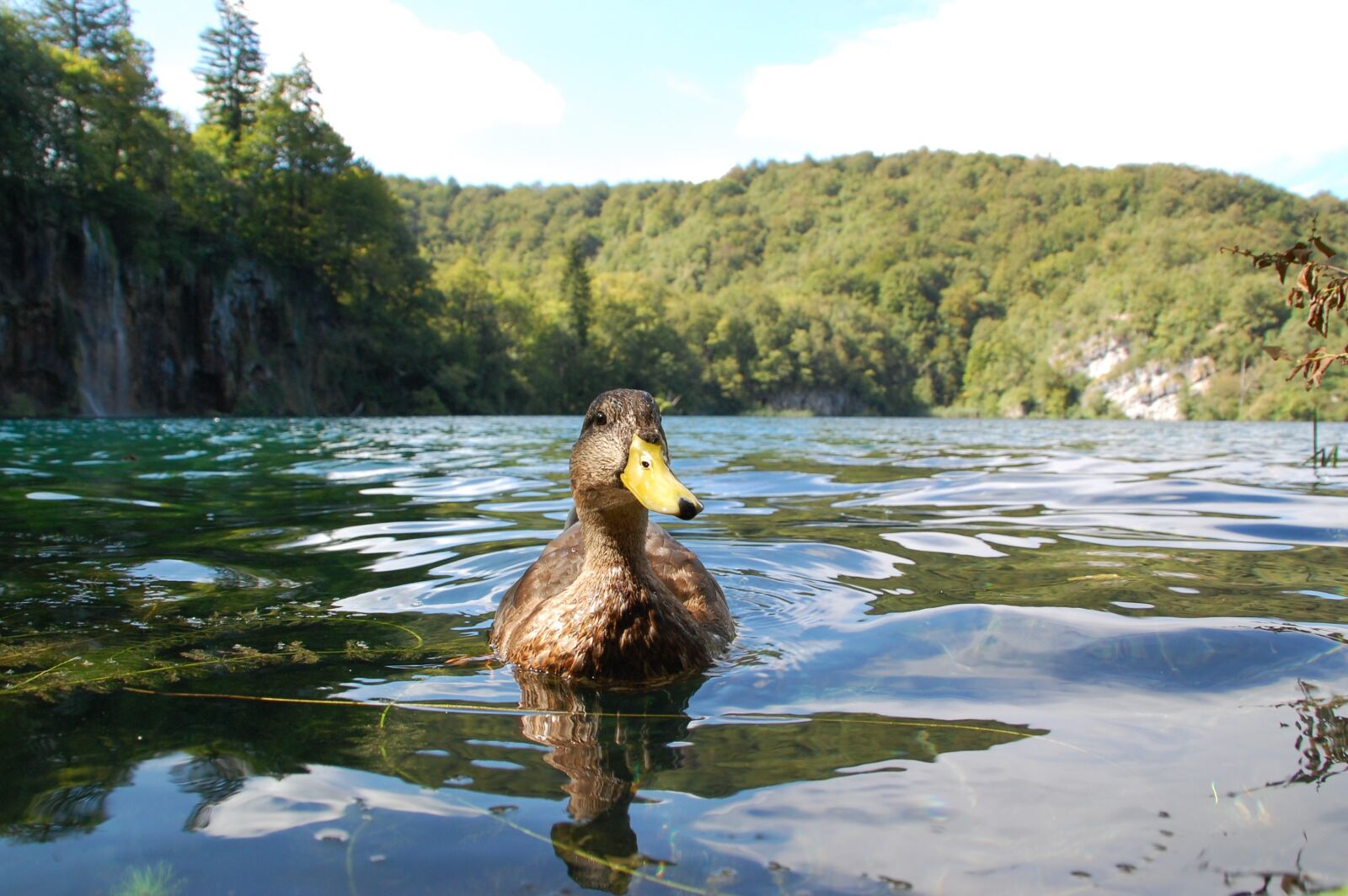 Nikon D40 sample photo. Nature, duck, bird photography
