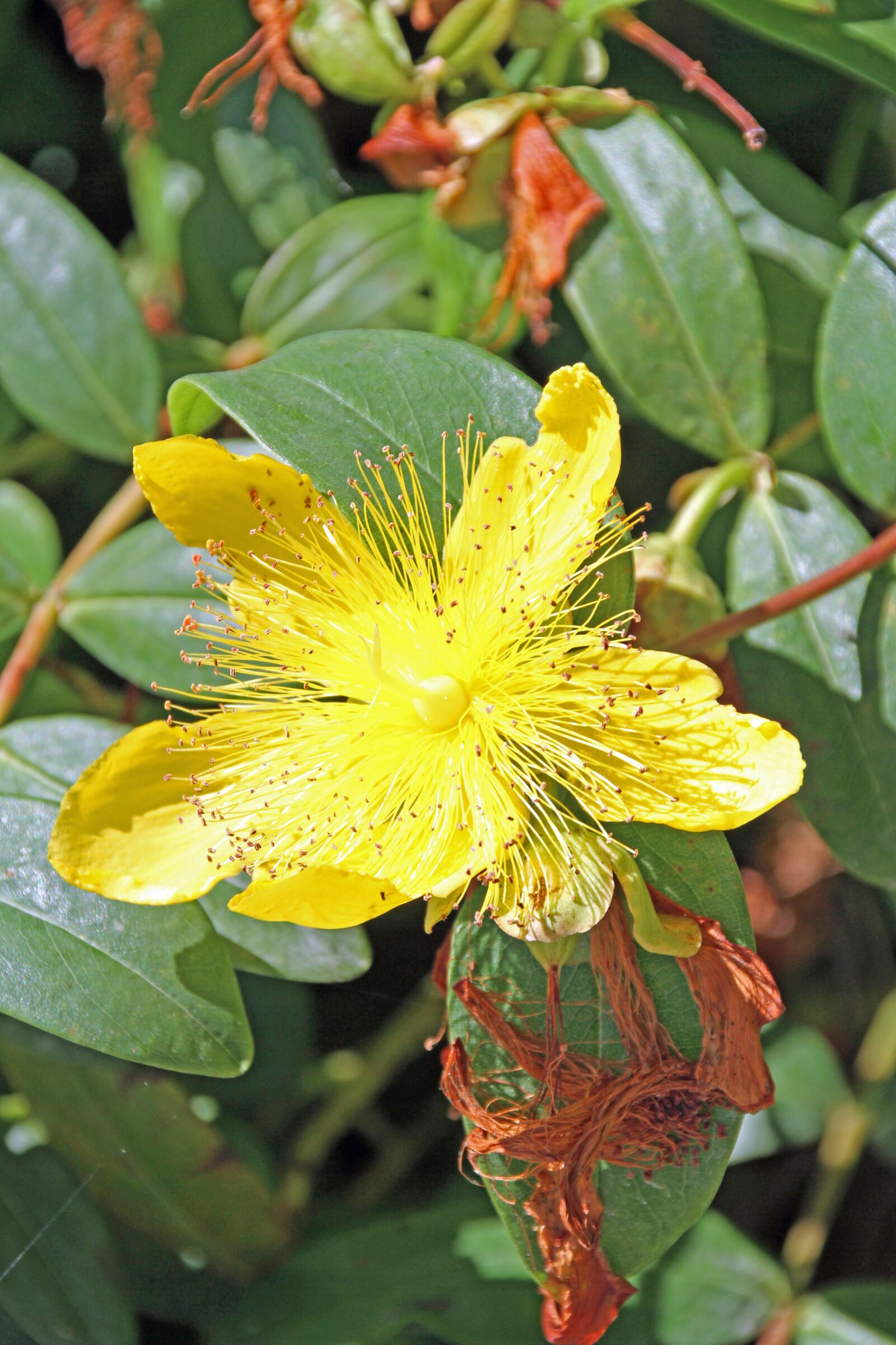 Canon EOS 7D sample photo. Flower, yellow, yellow flowers photography