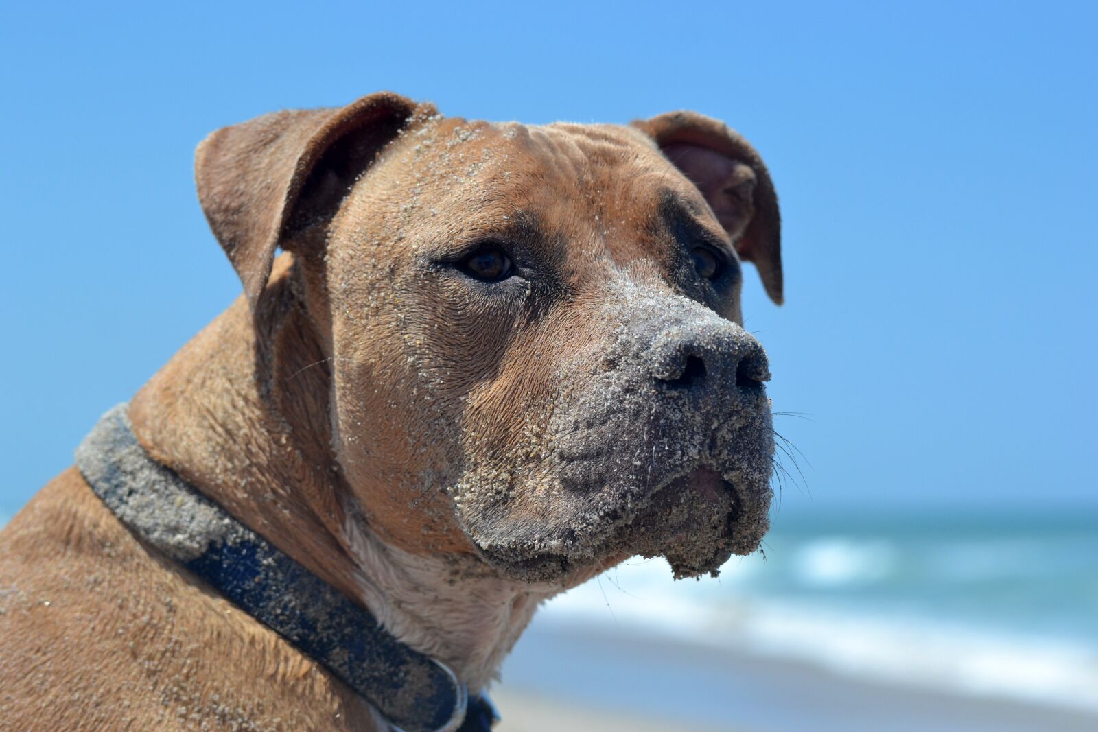 Nikon D3100 sample photo. Pitbull, dog, beach photography