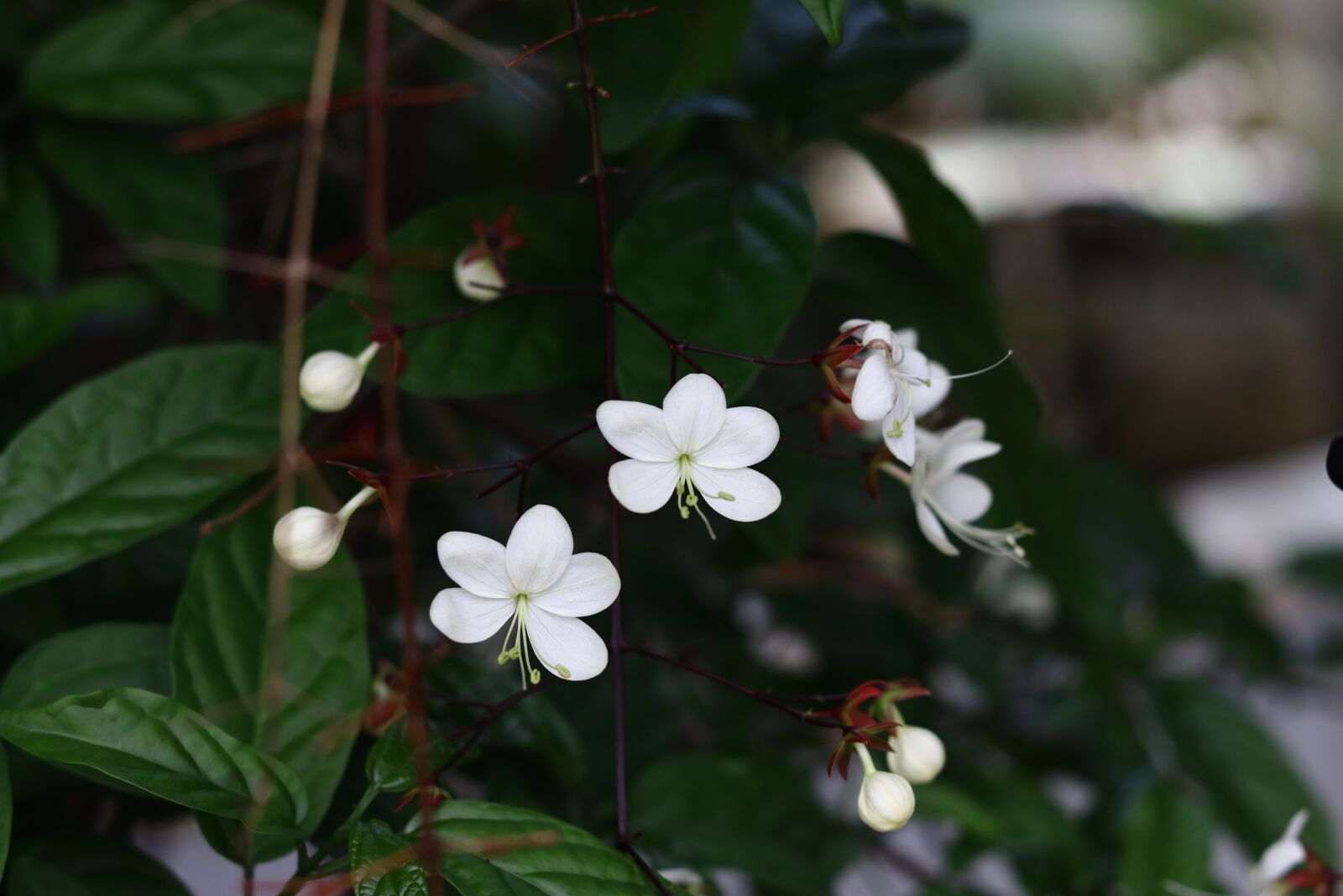 Canon EOS 77D (EOS 9000D / EOS 770D) + Canon EF 50mm F1.8 STM sample photo. Pearl pearl, flower, flower photography