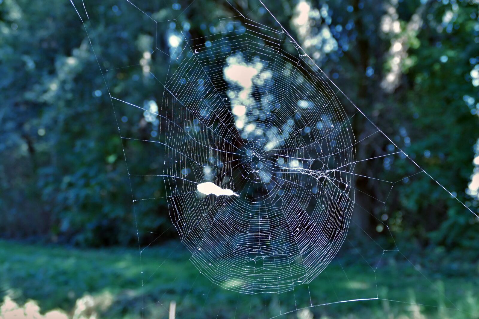 Panasonic Lumix DMC-FZ1000 sample photo. Spider web, forest, trap photography