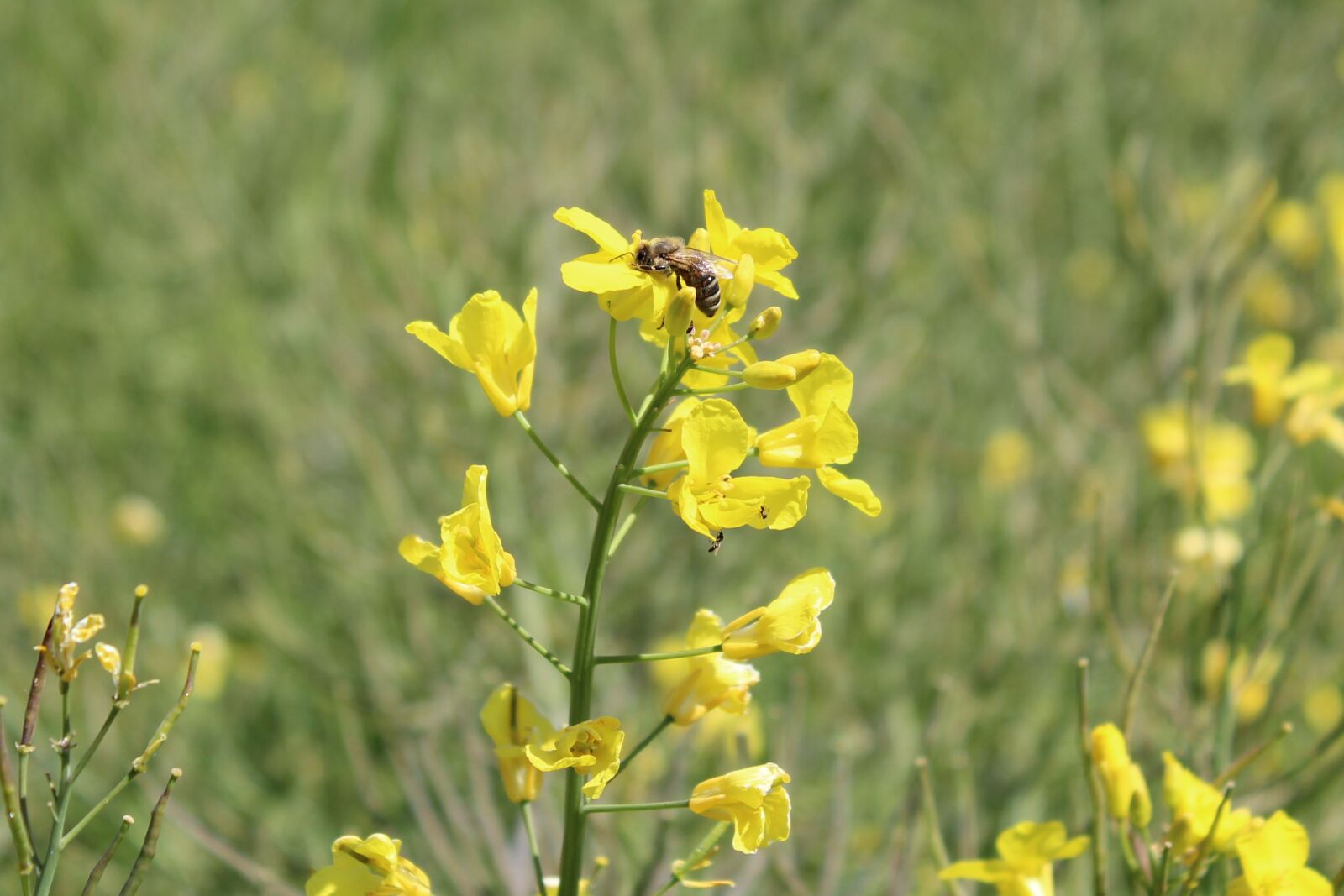 Canon EOS 1300D (EOS Rebel T6 / EOS Kiss X80) sample photo. Oilseed rape, beetle, wasp photography