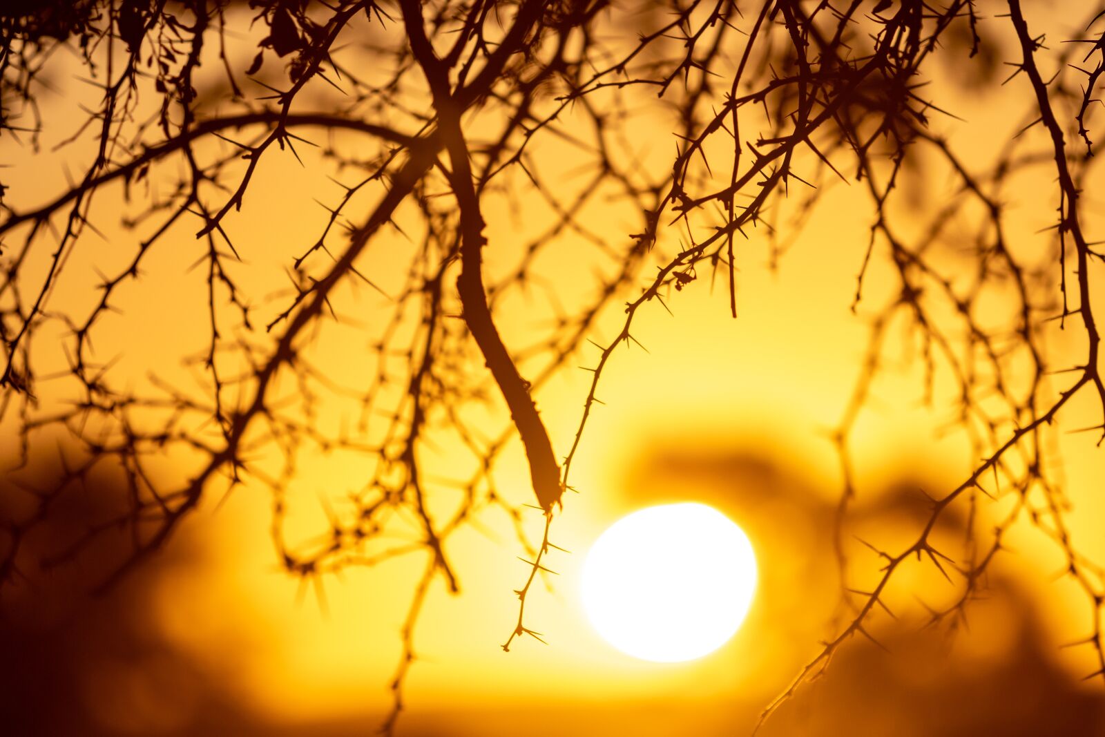 Canon EF 70-200mm F4L IS II USM sample photo. Sunset, namibia, africa photography