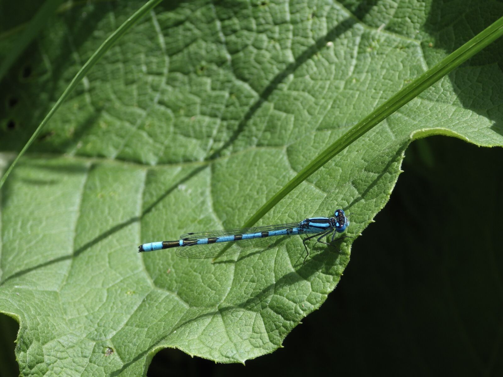 Pentax X-5 sample photo. Dragonfly, nature, leaf photography