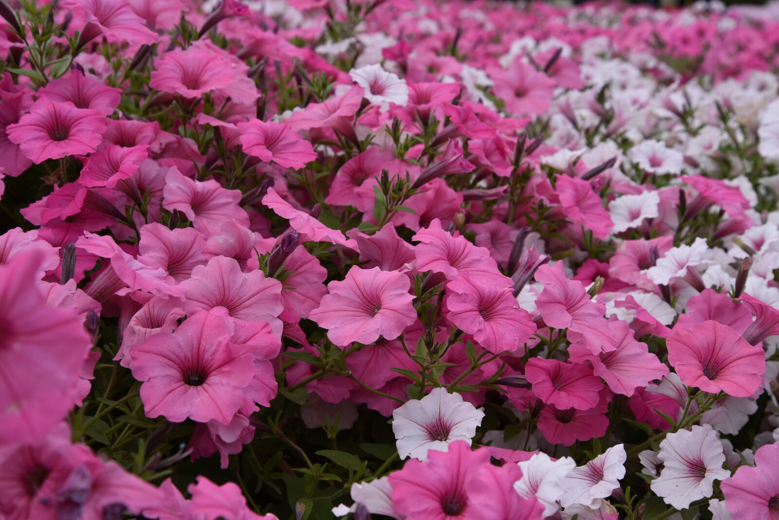 Nikon D750 sample photo. Flowers, pink, spring photography