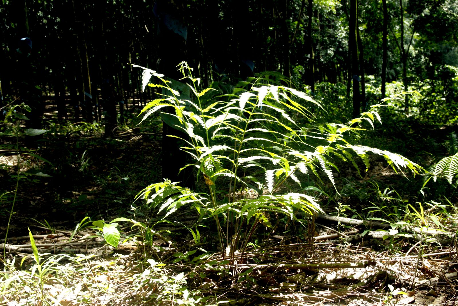 Canon EOS 50D sample photo. Trees under the sun photography