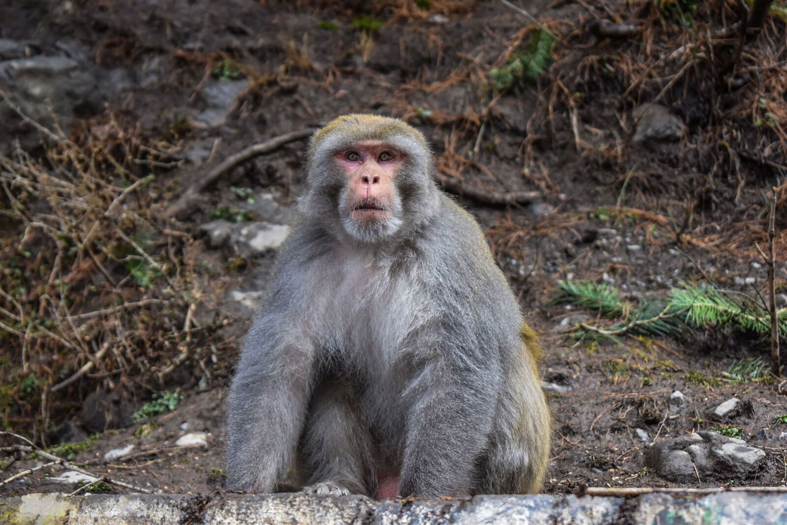 Nikon D3500 sample photo. Monkey, astonished, pakistan photography