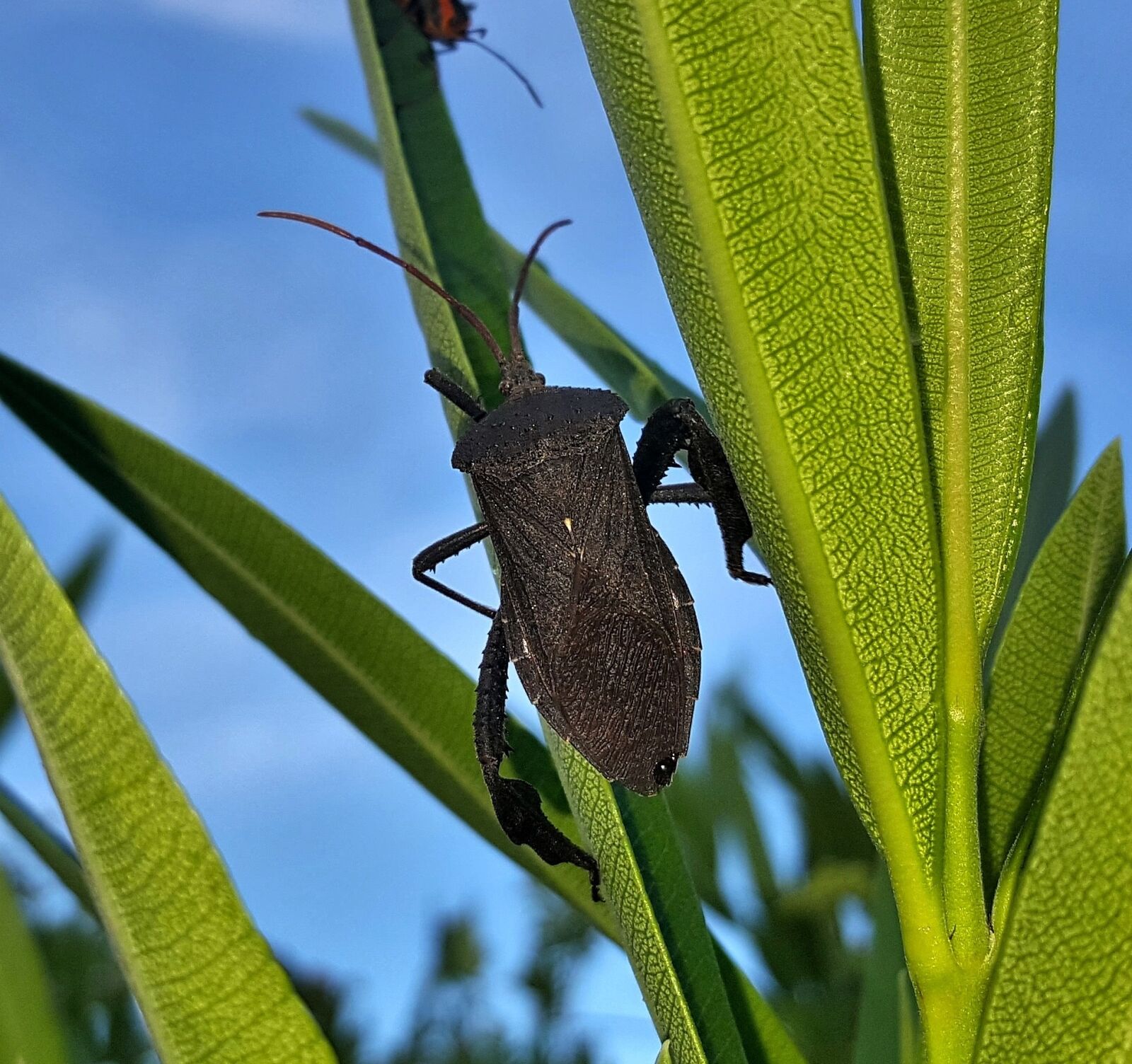 Samsung Galaxy Note5 sample photo. Beetle, bug, leaf footed photography