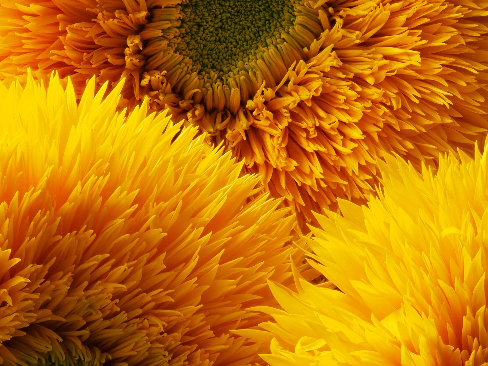Olympus OM-D E-M5 + Olympus M.Zuiko Digital ED 40-150mm F2.8 Pro sample photo. Sunflower, three bloom, yellow photography