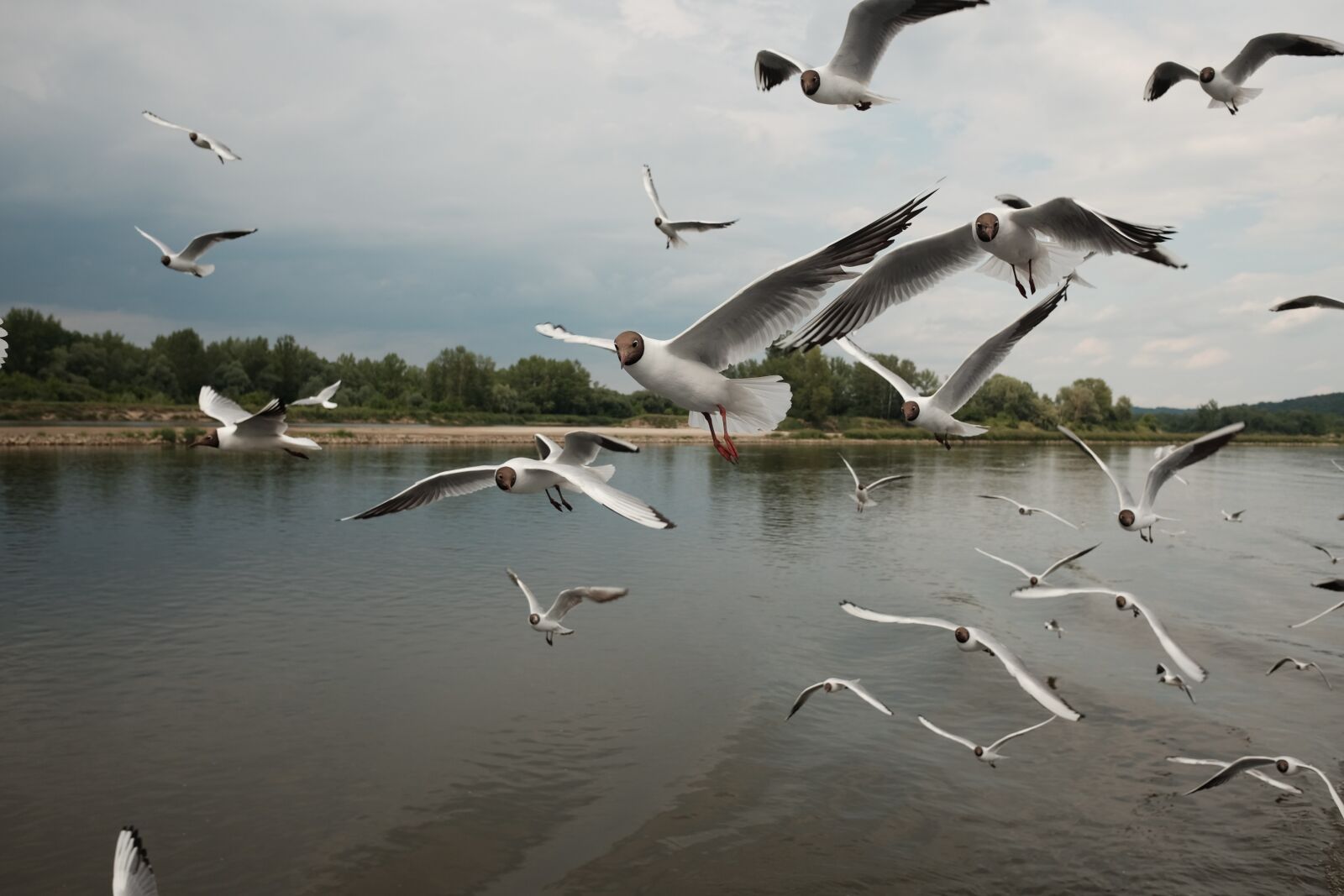 Fujifilm X70 sample photo. Terns, wisla, view photography