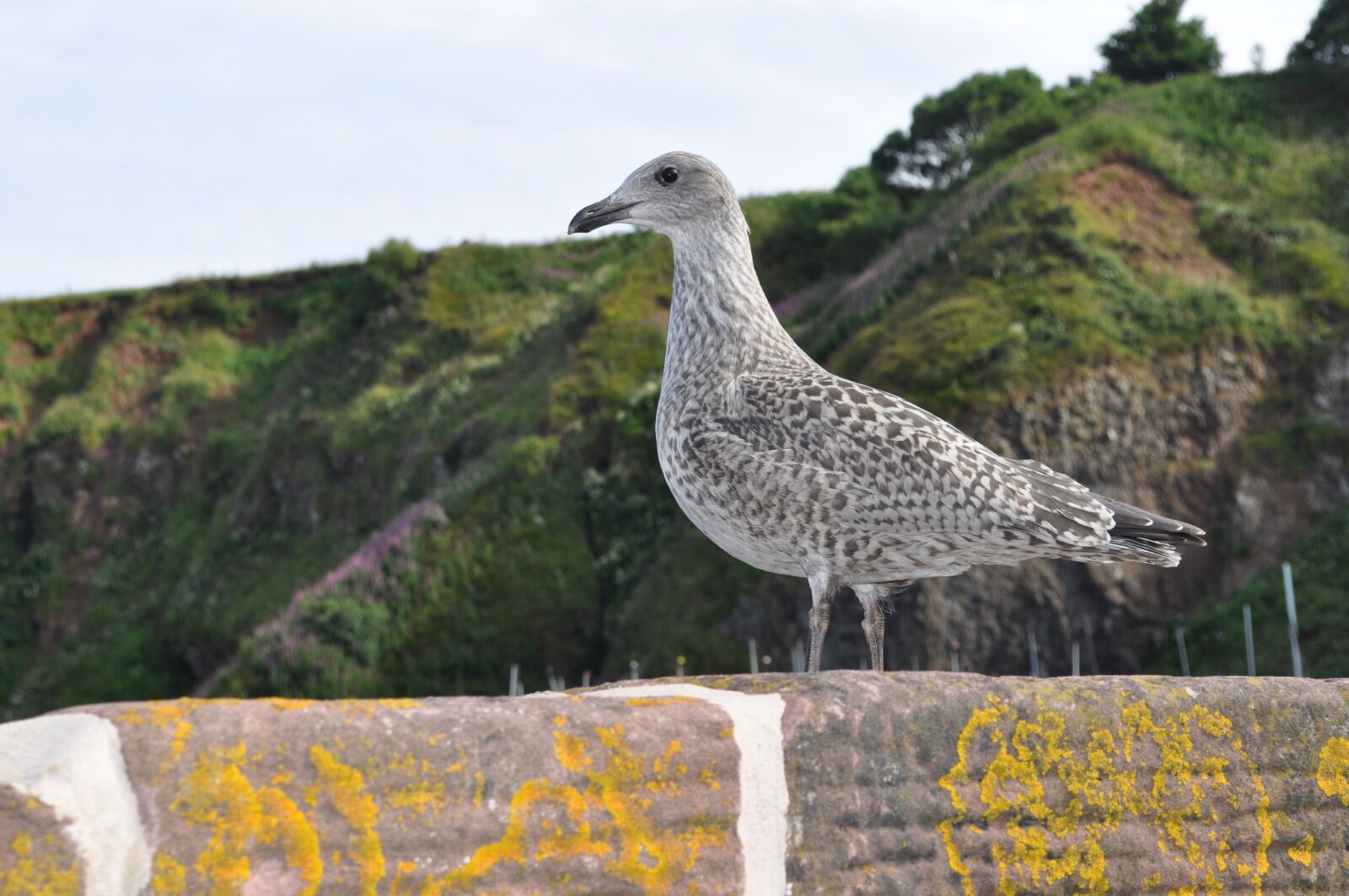 Nikon D5000 sample photo. Seagull, stonehaven, wall photography