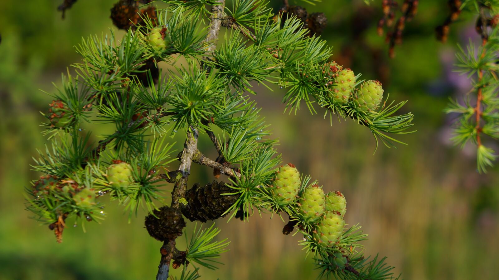Sony Alpha a3000 + Sony E 18-55mm F3.5-5.6 OSS sample photo. Nature, plants, larch photography