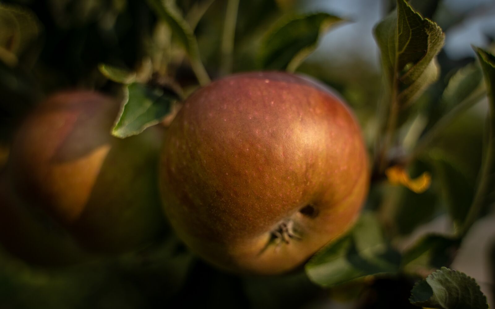 Sony a7 III sample photo. Apple, apple tree, red photography
