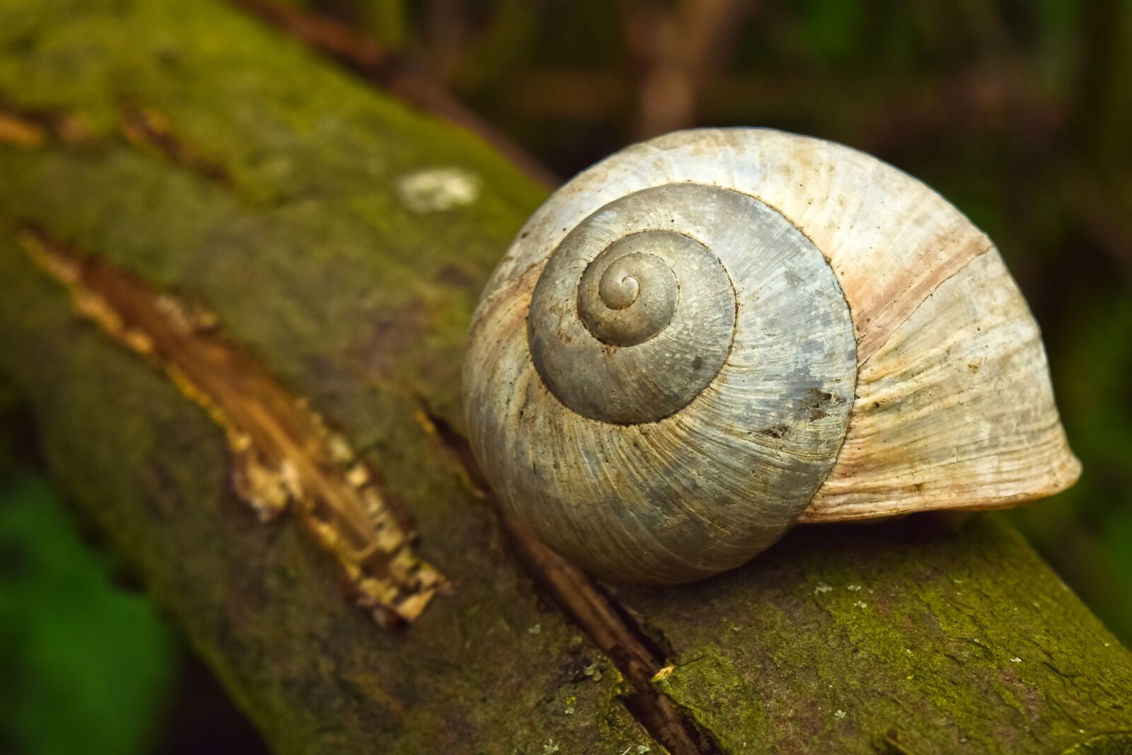 Nikon D3300 sample photo. Animal, snail, nature photography