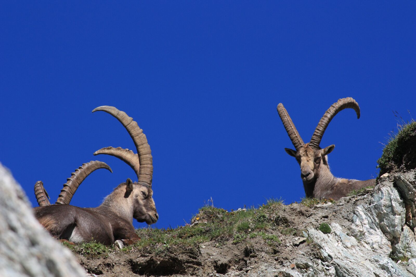 Canon EOS 450D (EOS Rebel XSi / EOS Kiss X2) sample photo. Ibex, horns, animal photography