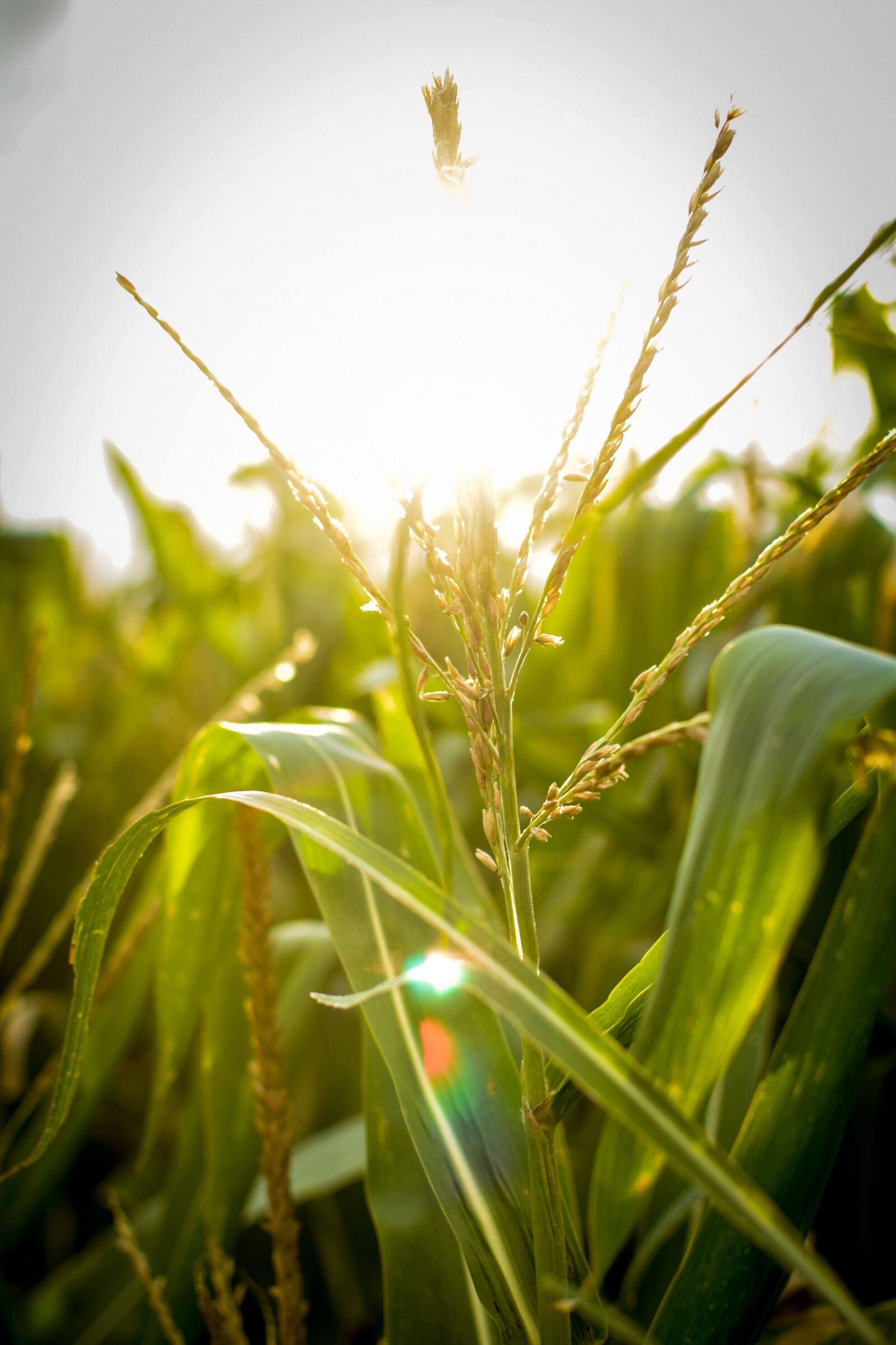Nikon D3300 sample photo. Corn, to, agriculture photography