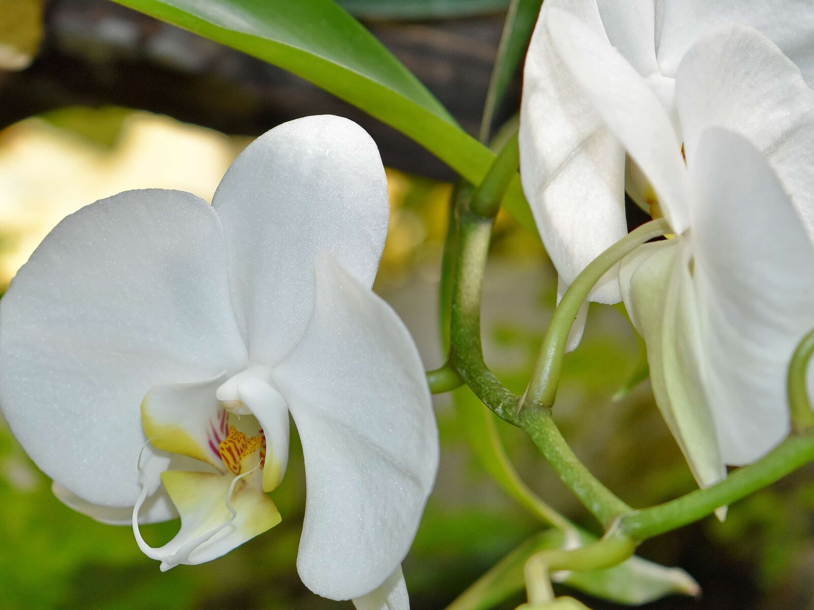 Nikon D5500 sample photo. Flora, nature, leaf, flower photography