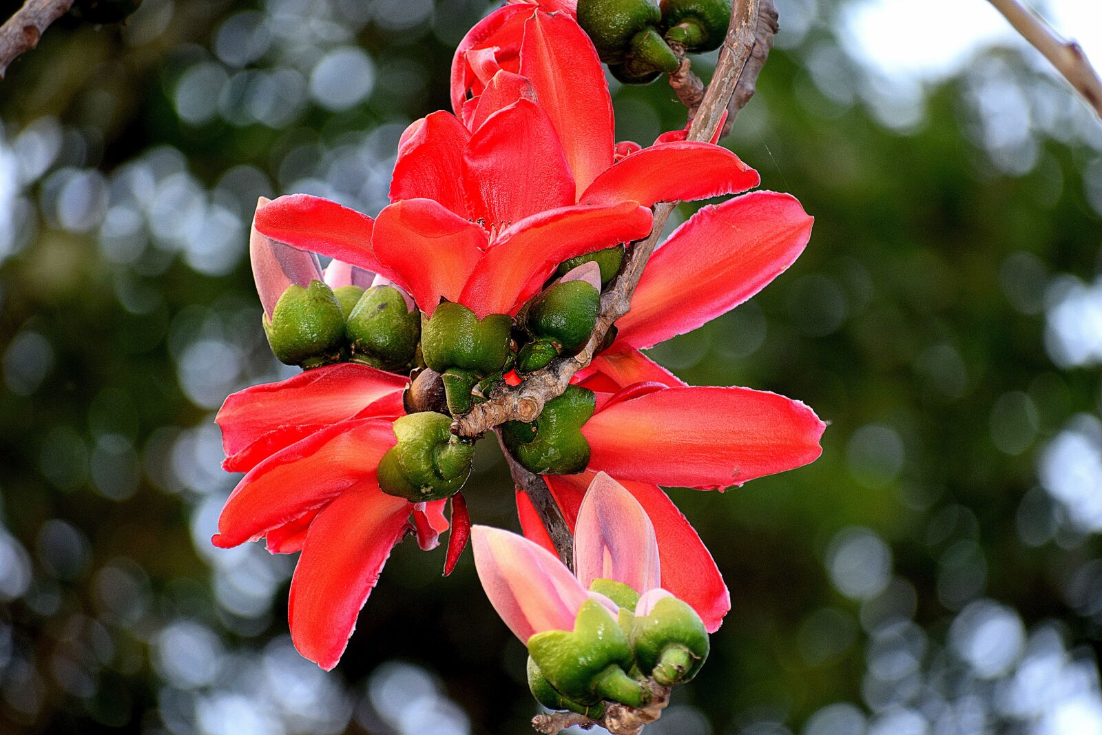 Nikon D3300 sample photo. Nature, tree, flower photography