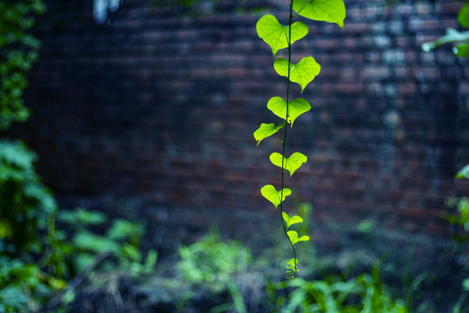 Canon EF 50mm F1.8 STM sample photo. Nature, green, forest photography