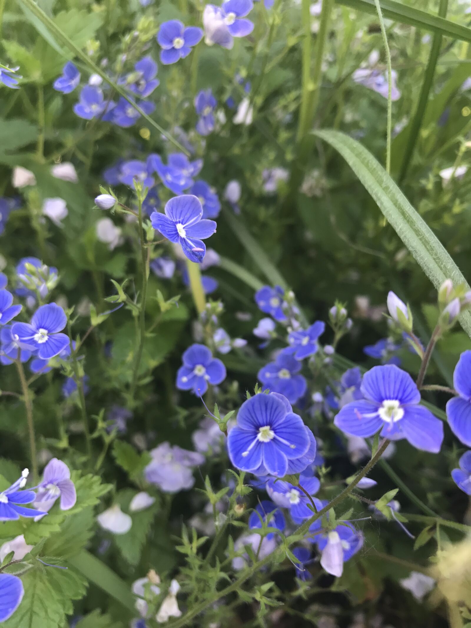 Apple iPhone 7 sample photo. Veronica dubravnaya, flowers of photography