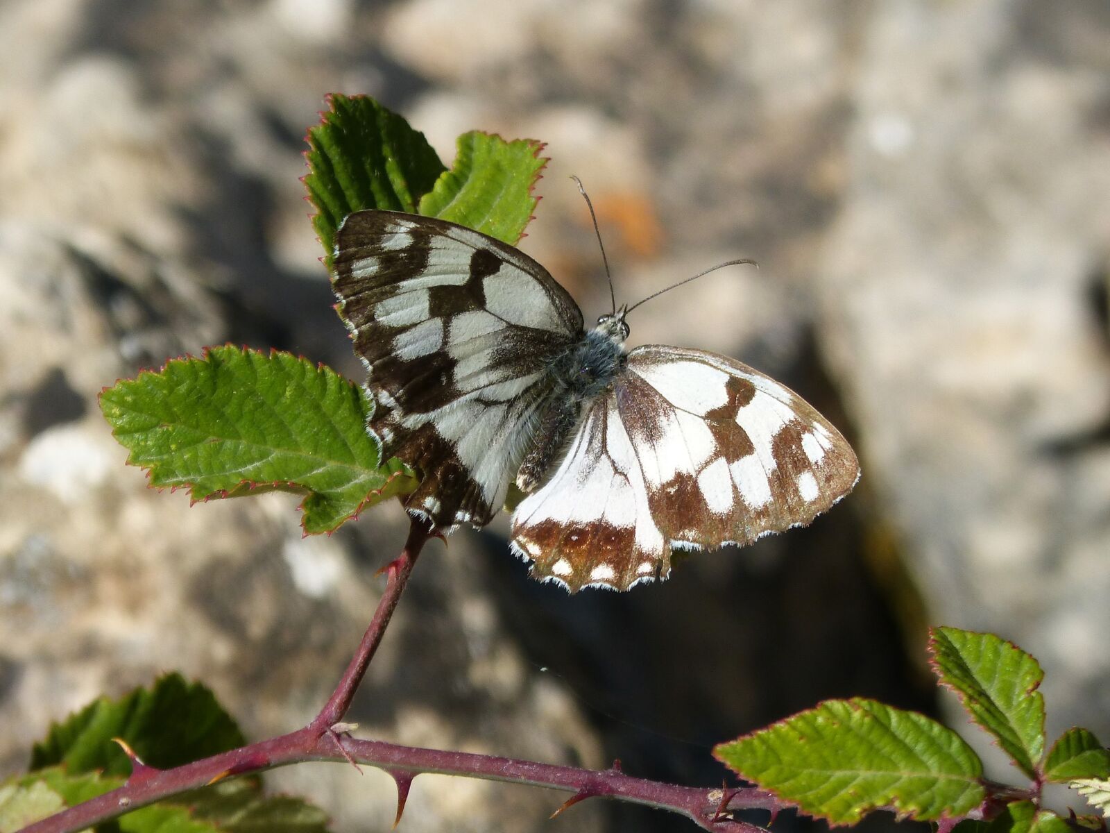Panasonic DMC-FZ62 sample photo. Butterfly, melanargia lachesis, medioluto photography
