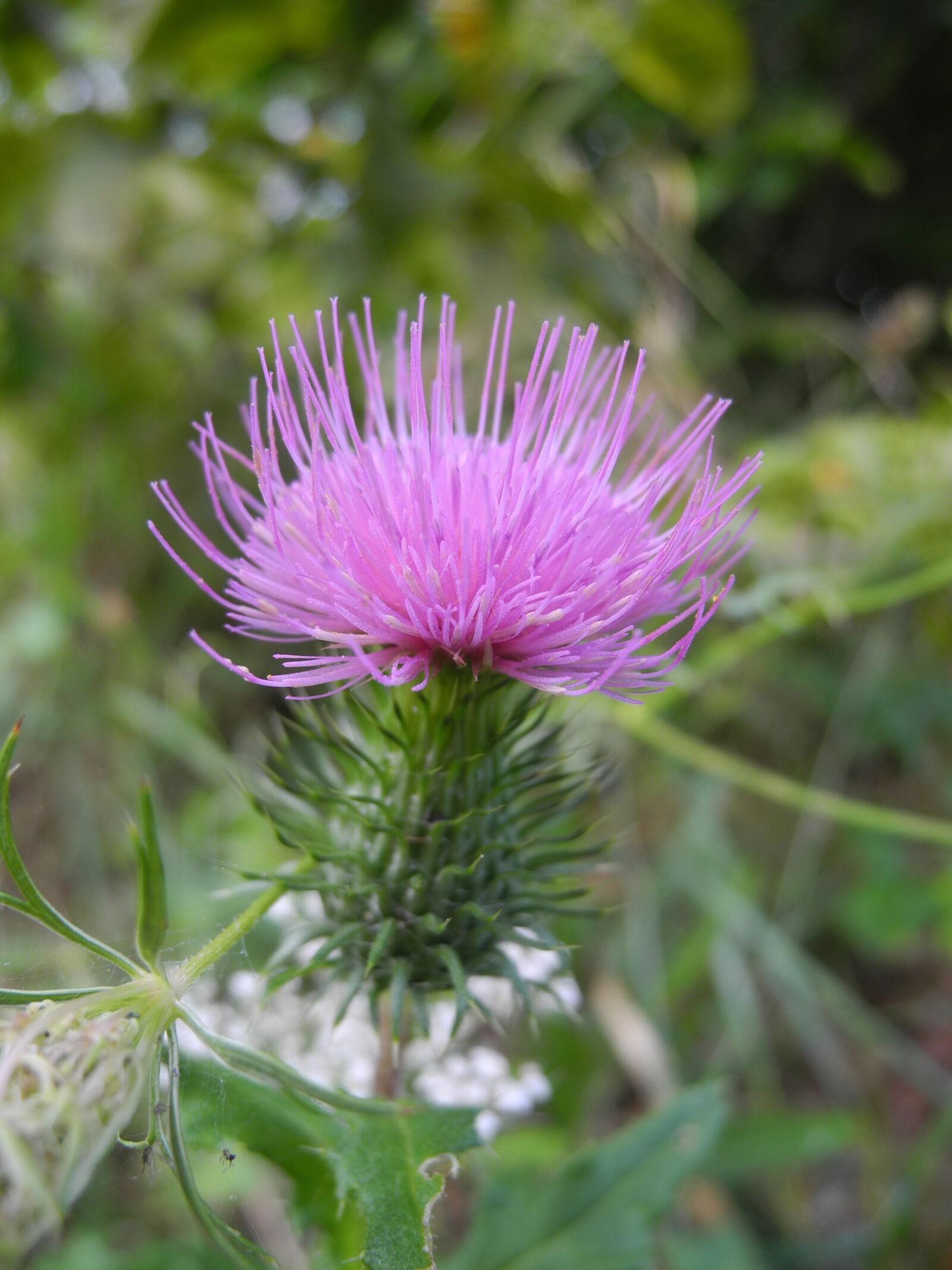 Nikon Coolpix P7000 sample photo. Plant pink, flowering, macro photography