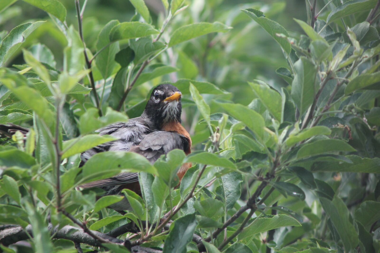 Canon EOS 1100D (EOS Rebel T3 / EOS Kiss X50) sample photo. Bird, leaf, nature photography
