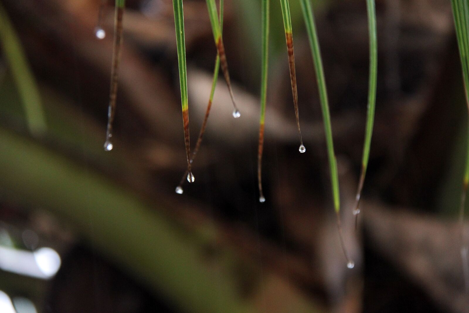 Canon EOS 550D (EOS Rebel T2i / EOS Kiss X4) sample photo. Rain, leaves, drop photography