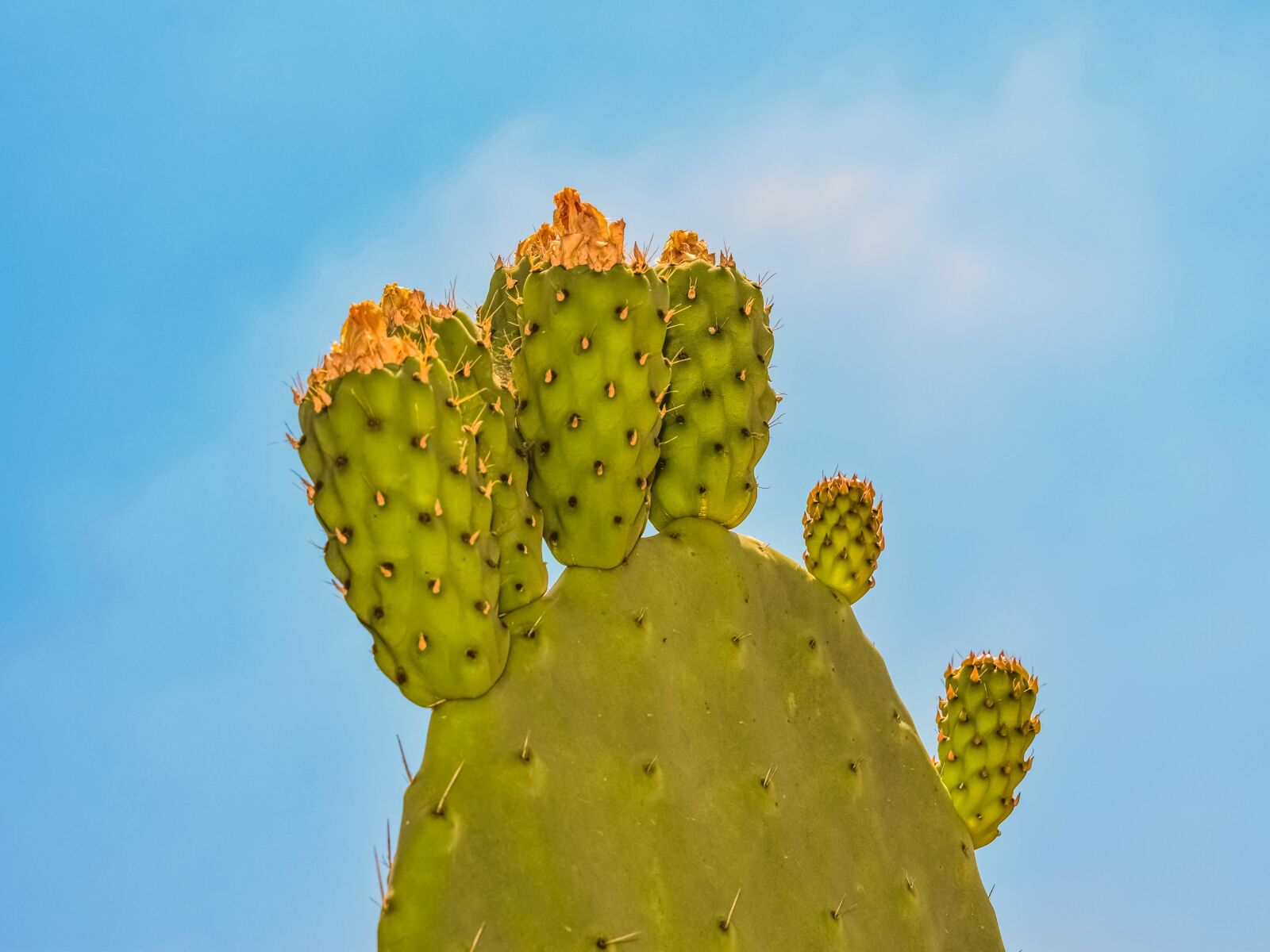 Nikon D3300 sample photo. Prickly pear, plant, cactus photography
