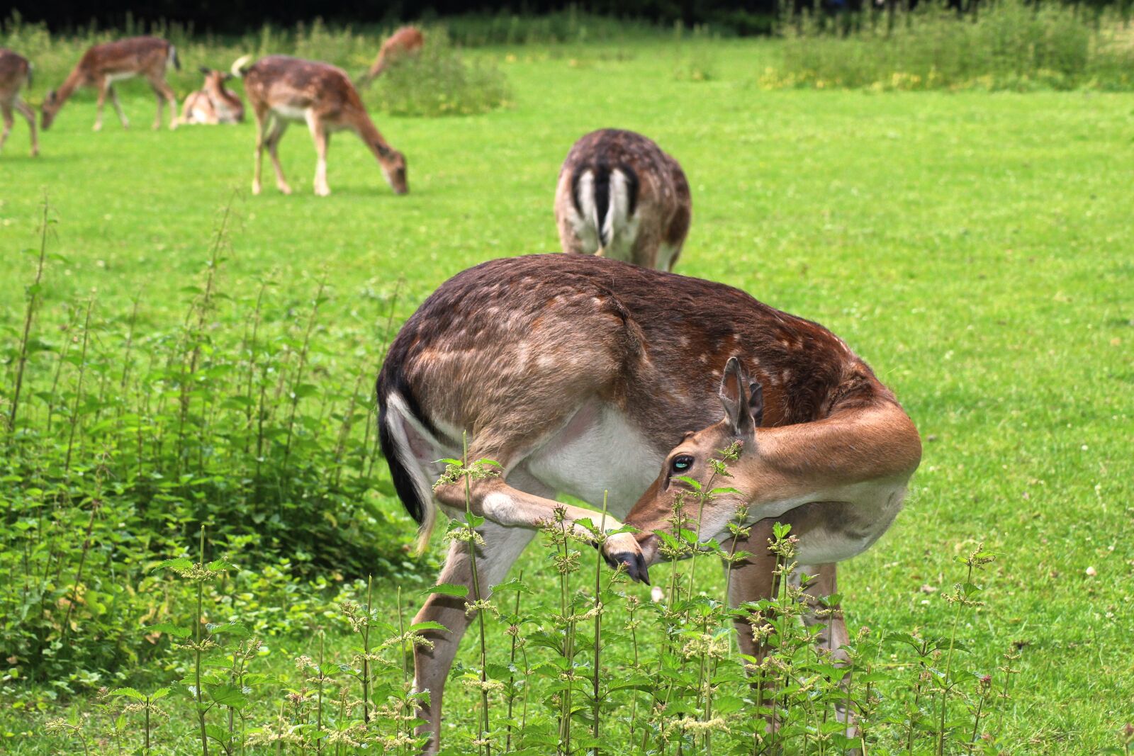 Canon EOS 600D (Rebel EOS T3i / EOS Kiss X5) sample photo. Forest, deer, fallow deer photography