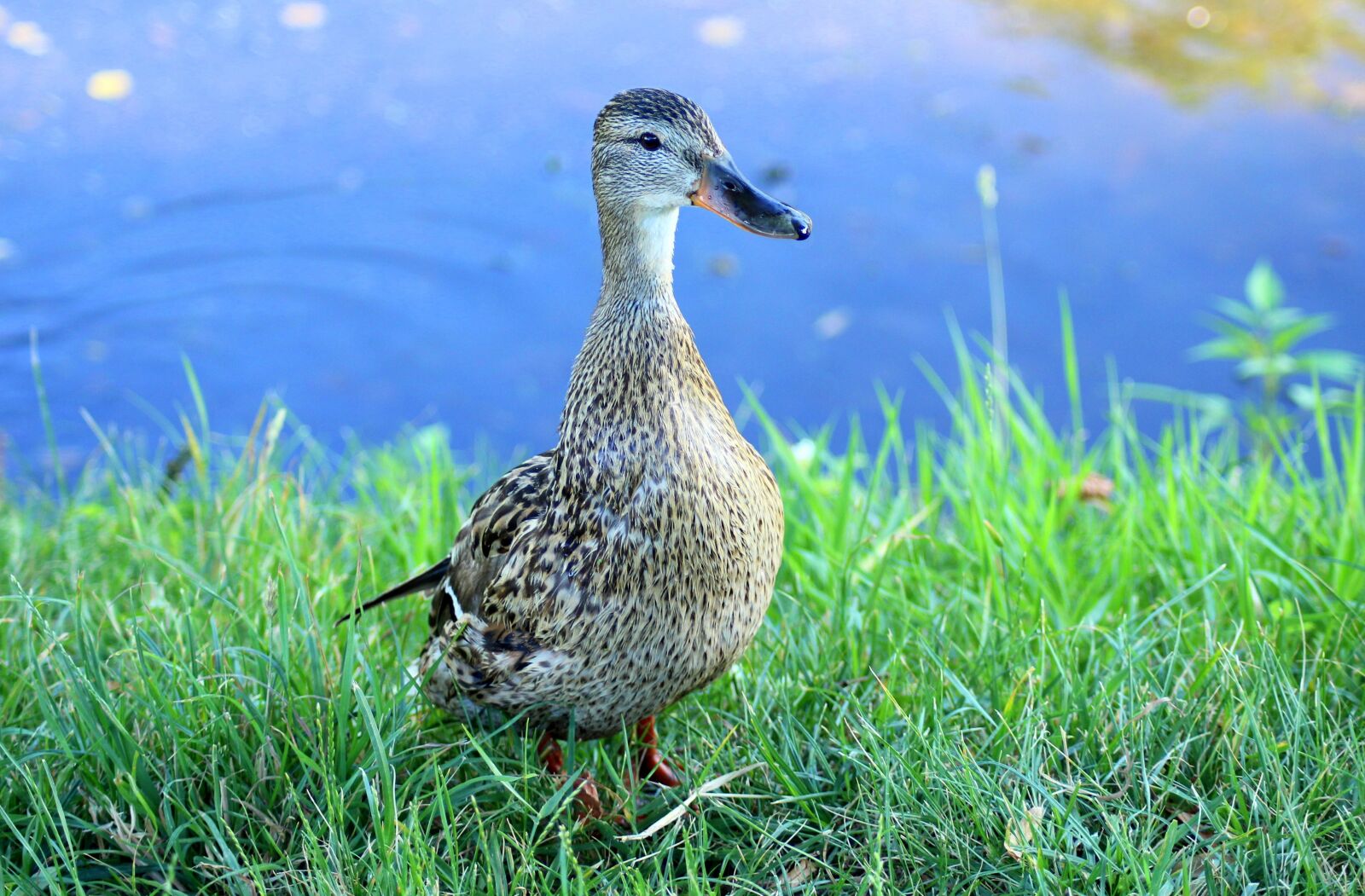 Canon EOS 1200D (EOS Rebel T5 / EOS Kiss X70 / EOS Hi) sample photo. Duck, crossword, water bird photography