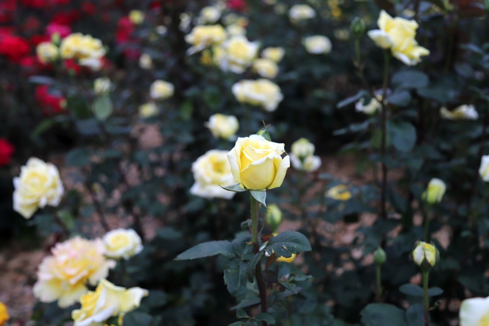 Canon EOS 6D Mark II sample photo. Rose, flower, nature photography
