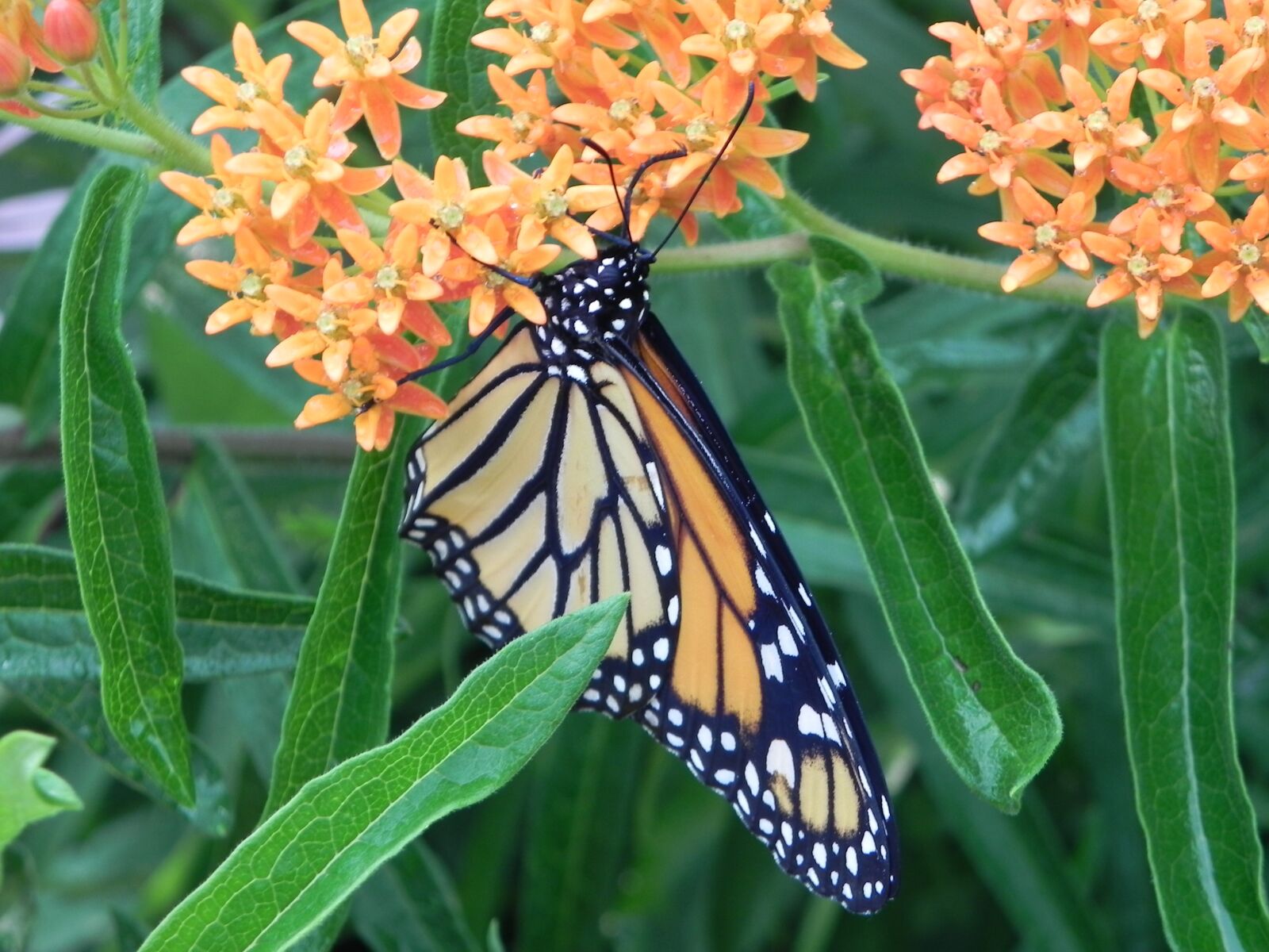 Nikon Coolpix P100 sample photo. Monarch butterfly, milkweed, butterfly photography