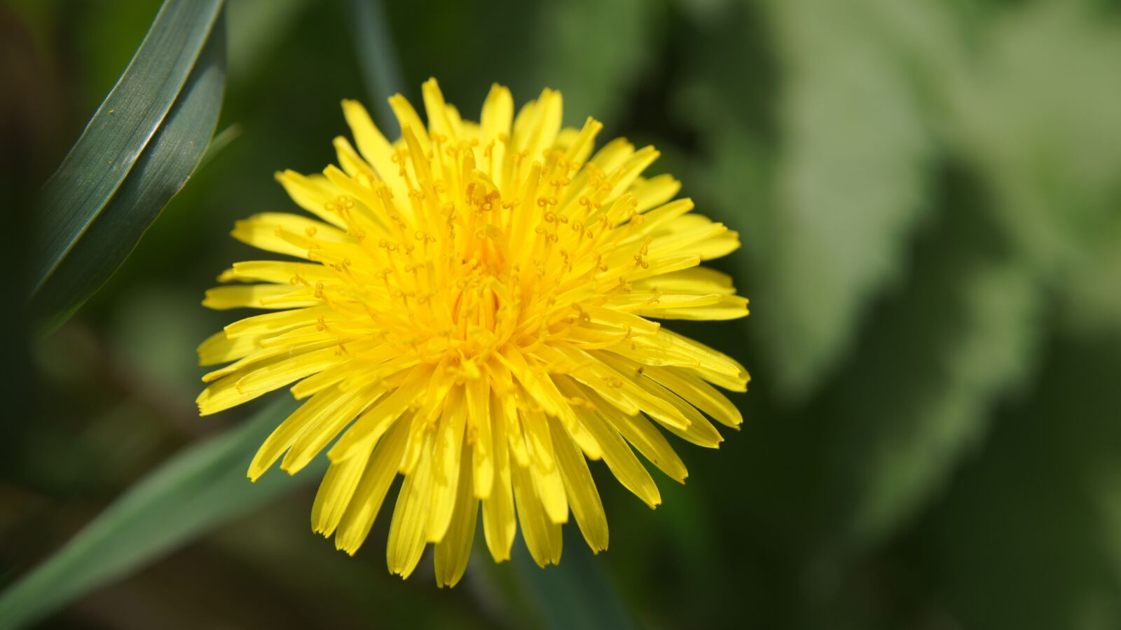Sony SLT-A55 (SLT-A55V) sample photo. Dandelion, yellow, nature photography