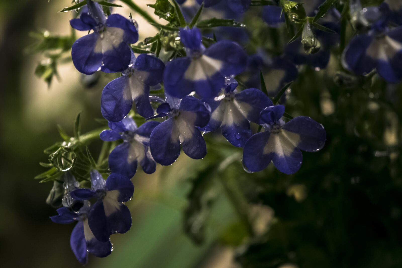 Nikon D3300 sample photo. Flowers, rain, spring photography