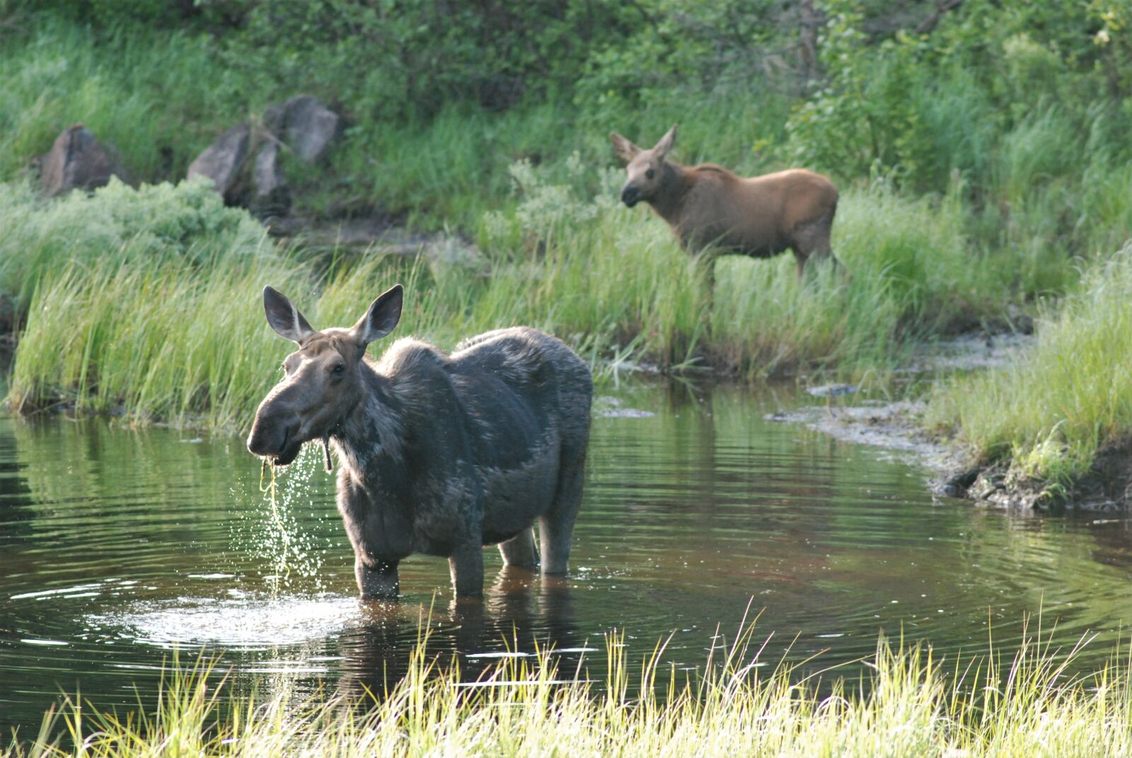 Nikon D80 sample photo. Moose, moose and cub photography