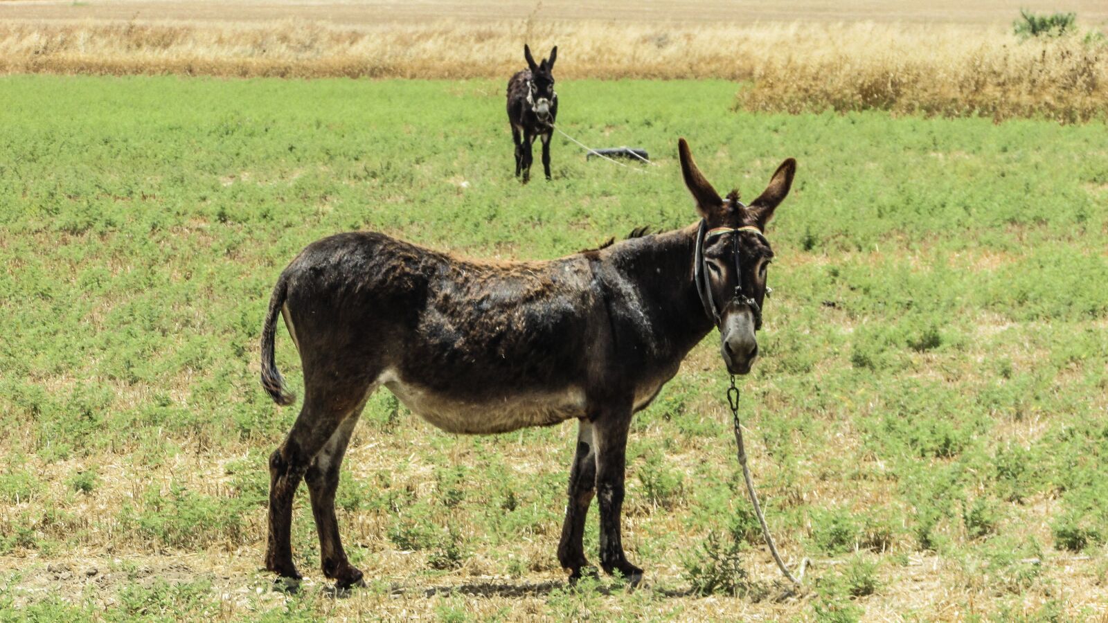 Canon PowerShot SX400 IS sample photo. Donkey, staring, field photography