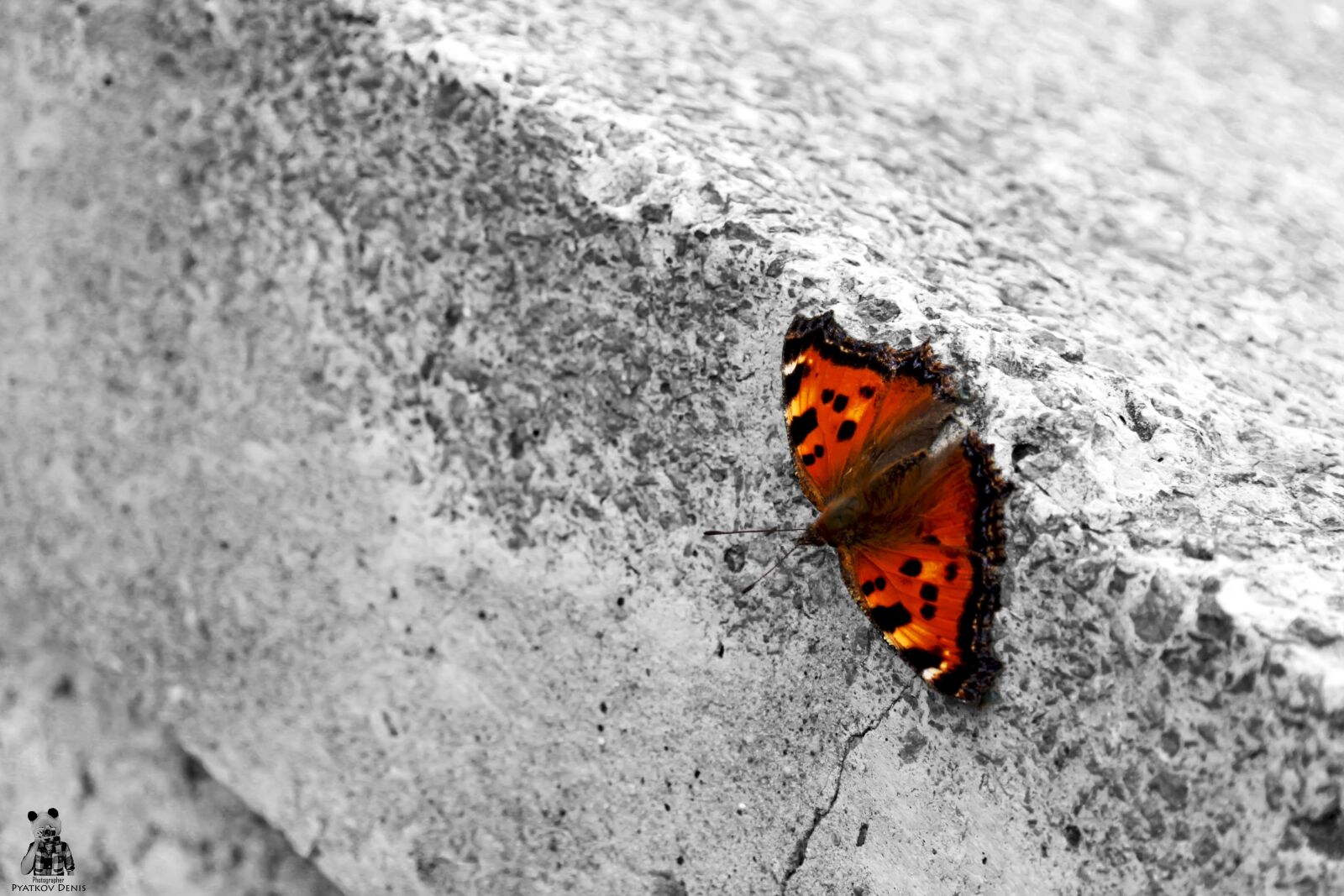 Canon EOS 500D (EOS Rebel T1i / EOS Kiss X3) sample photo. Butterfly, concrete, macro photography