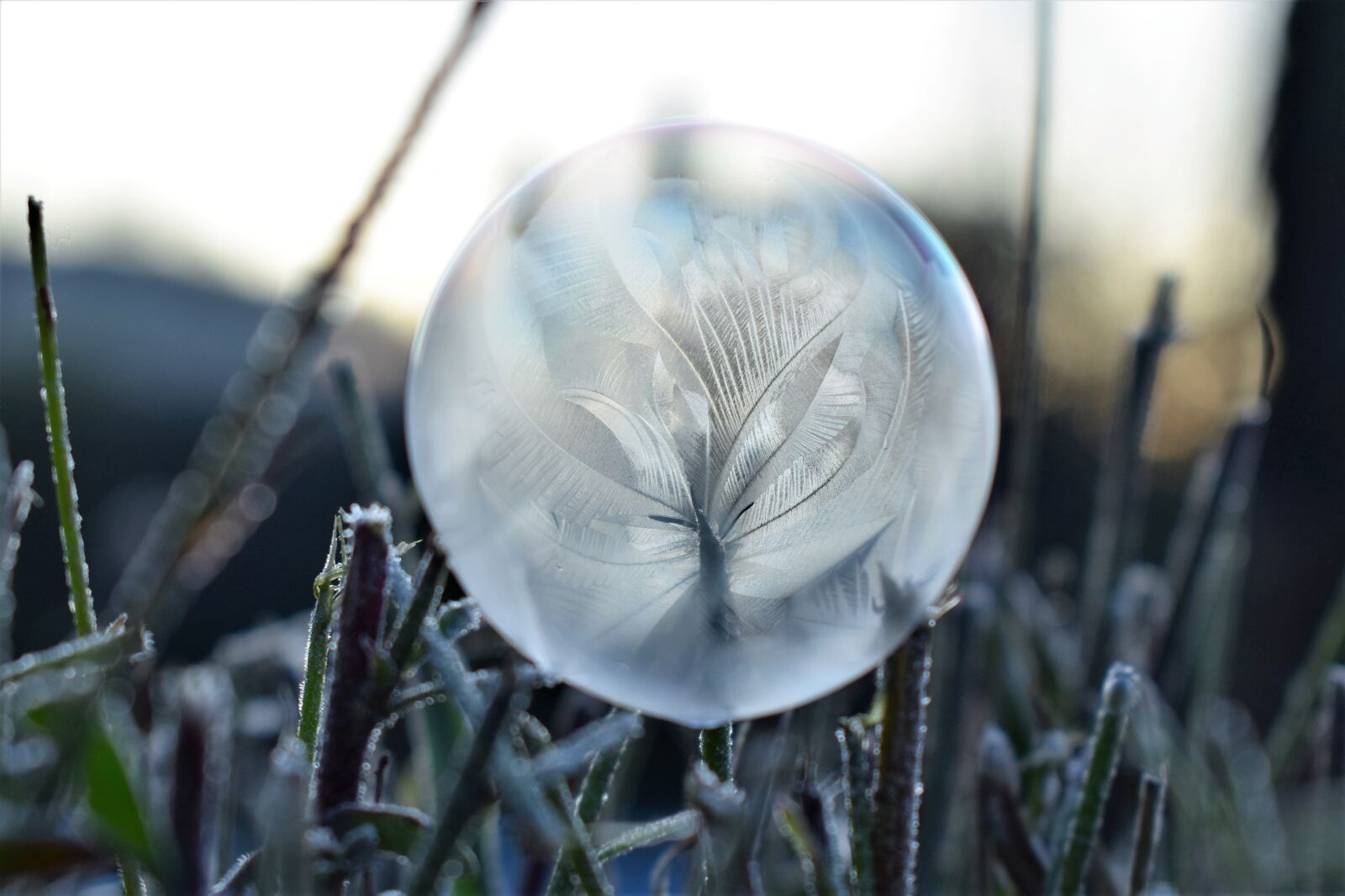 Nikon D5500 sample photo. Soap bubble, frozen, eiskristalle photography