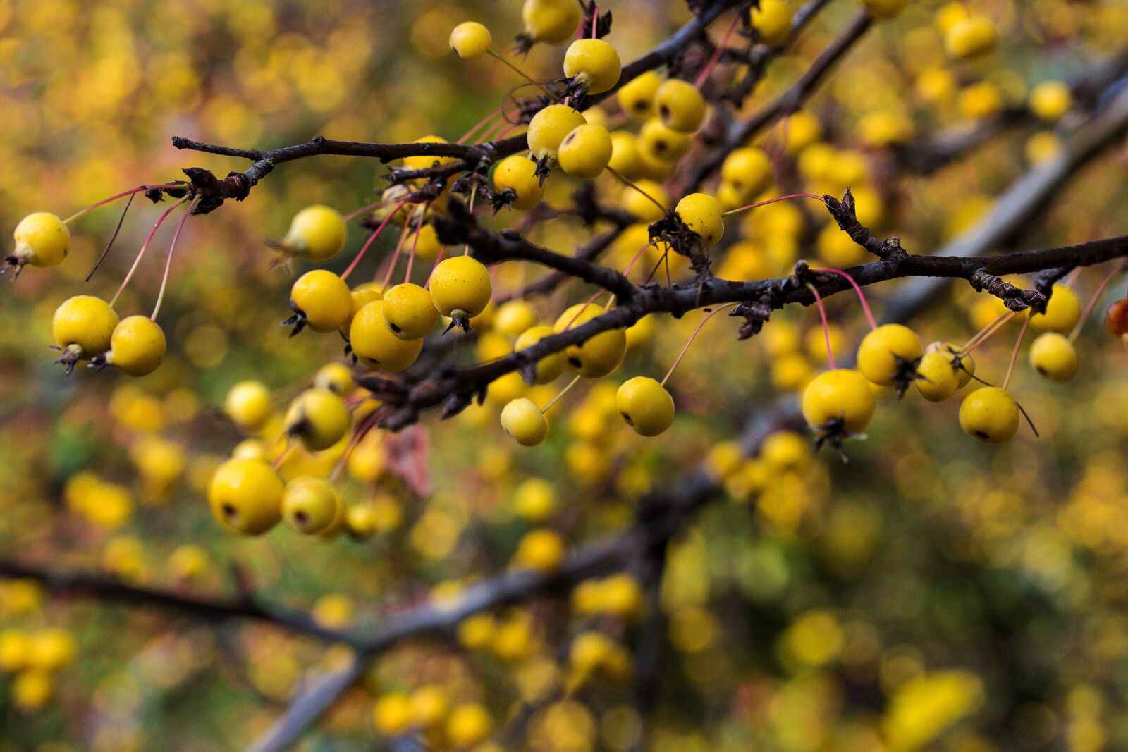 Canon EF-S 60mm F2.8 Macro USM sample photo. Bush, berry, yellow photography