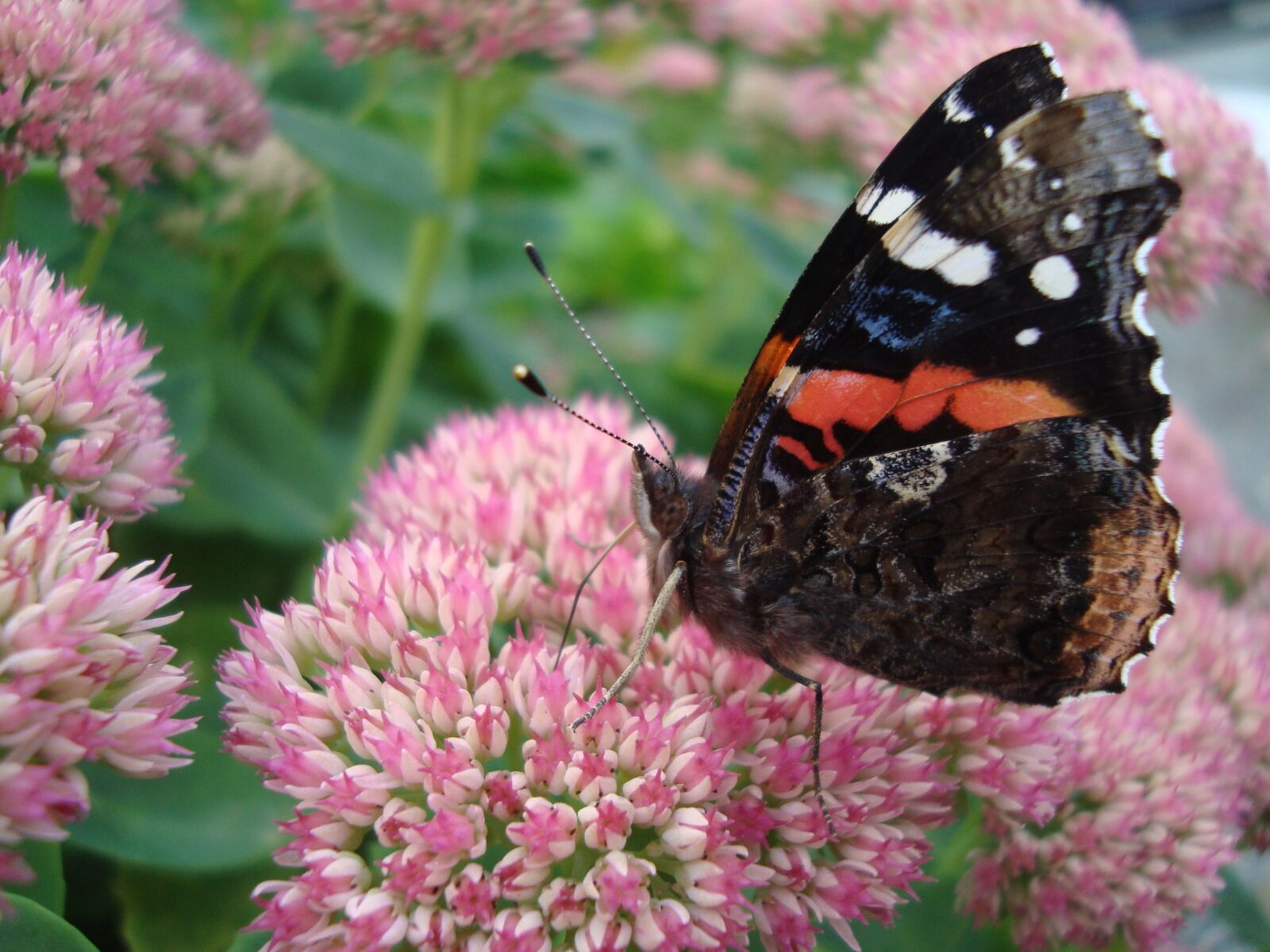 Sony Cyber-shot DSC-W120 sample photo. Butterfly, insect, mixed colours photography